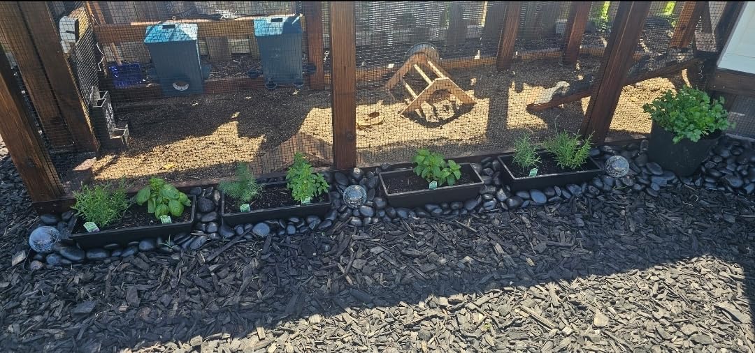 8pcs Window Box Planter, 17 Inches Flower Window Boxes, Rectangle Planters Box with Drainage Holes and Trays, Plastic Vegetable Planters for Windowsill Patio Garden Home Decor Porch Yard (Black) customer photo 1