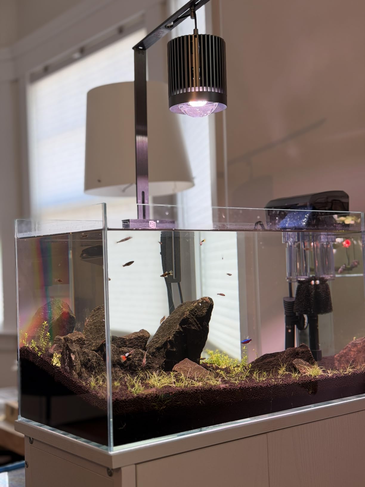 LAQUAL 10 Gallon Ultra Clear Glass Fish Tank, Rimless Low Iron Aquarium for Betta/Nano/Goldfish/Snail/Shrimp, Big Fish Tank & Cover Set & Feeding Ring & Cleaning Tools customer photo 2