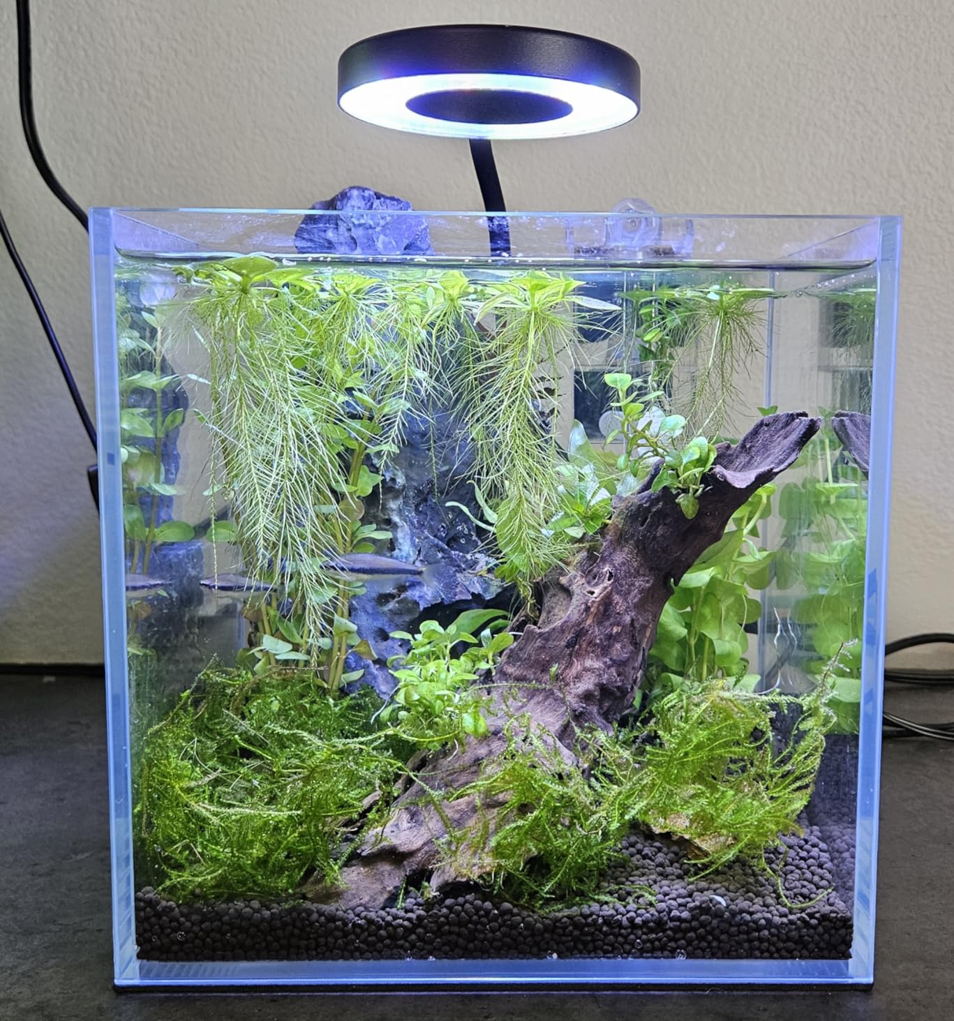 2 Gallon Nano Cube Low Iron Ultra Clear Glass Aquarium customer photo 1