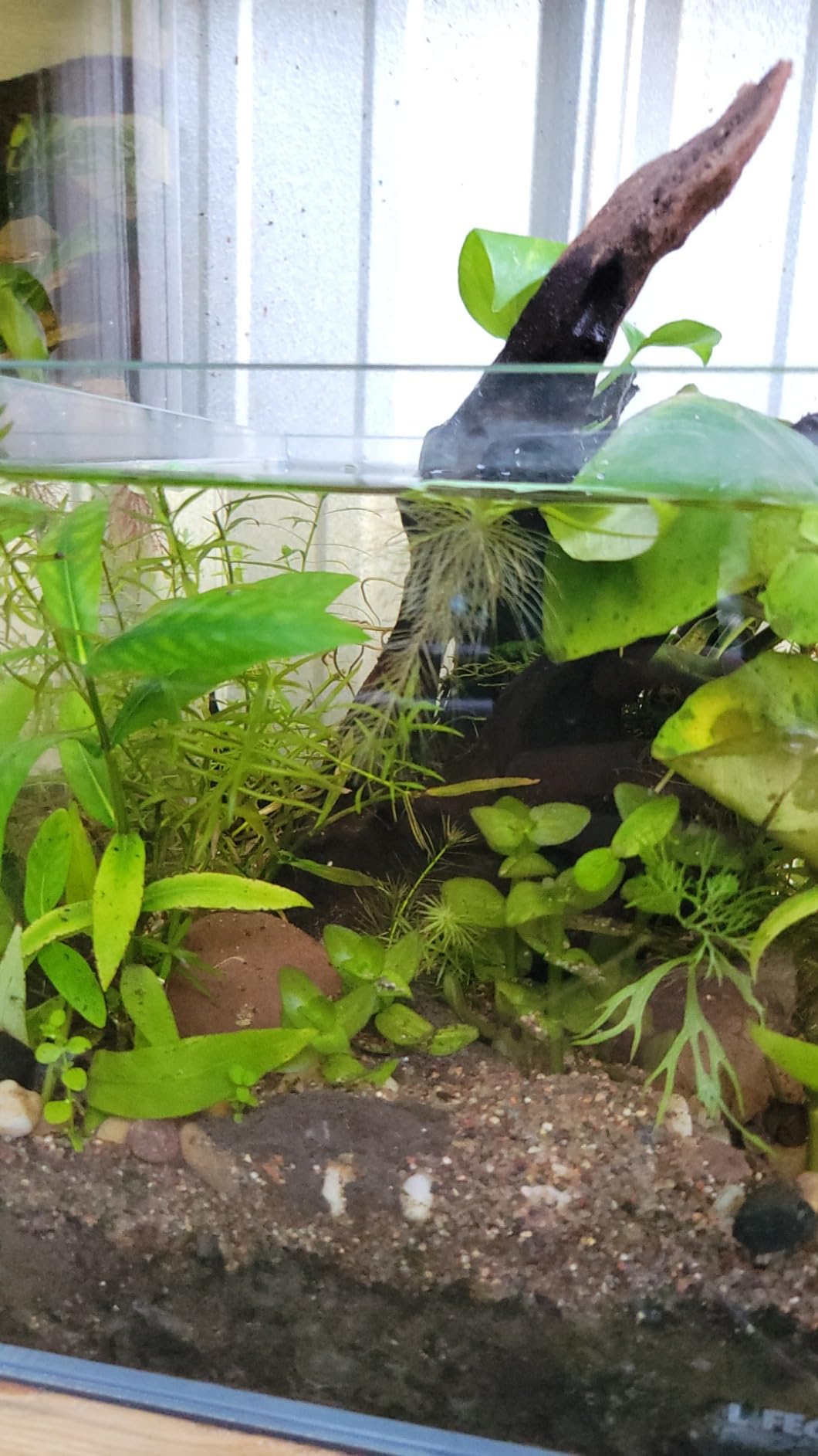 2 Gallon Nano Cube Low Iron Ultra Clear Glass Aquarium customer photo 2