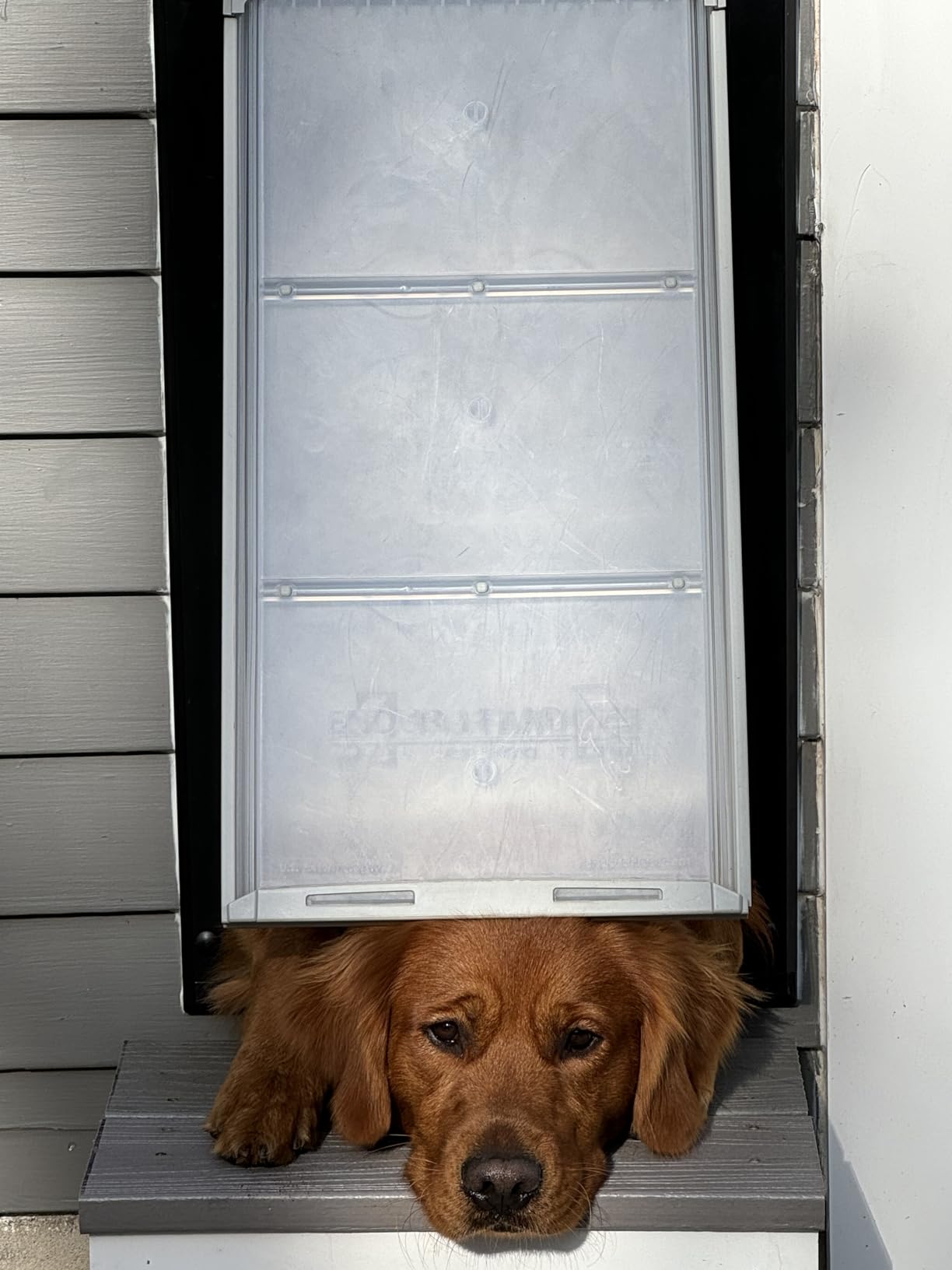 Endura Flap Pet Door for Walls in Black | Energy-Efficient Double Flap Design for Wall Installations | All-Weather Protection with All-Metal Telescoping Tunnel | Black, Large, Double Flap customer photo 2