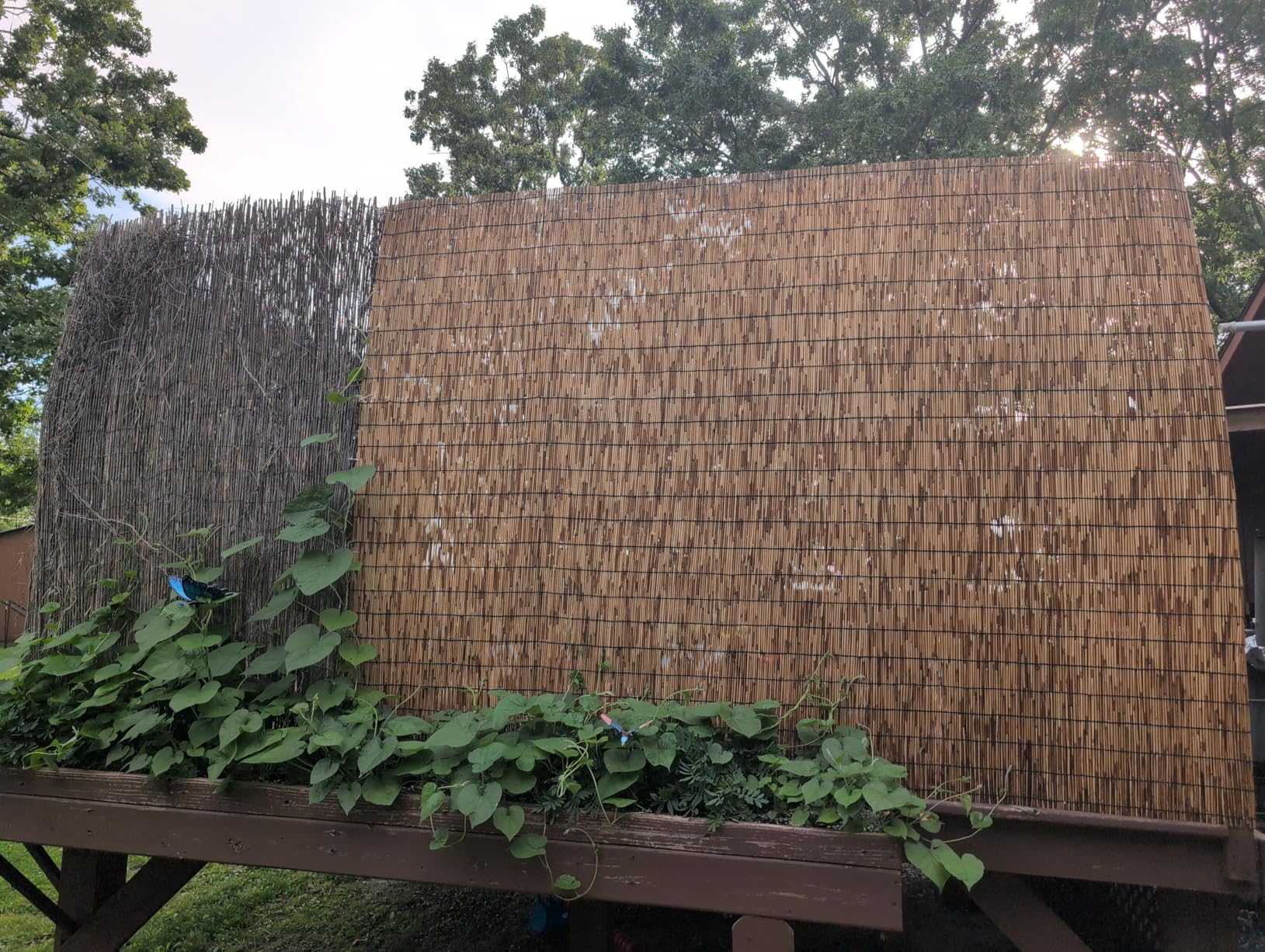 Natural Reed Fencing Rolls: Privacy Bamboo Fence 3/4/5/6ft High Roll Reed | Decorative Bamboo Fencing Screen for Outdoor Balcony Patio Garden Backyard, with Cable Zip Ties (Coffee, 3.5x8.2ft) customer photo 2