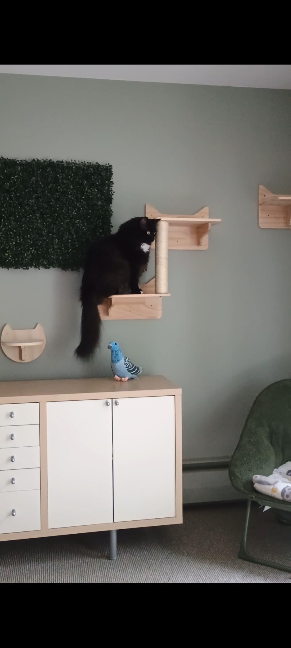 Cat Wall Shelves for Large Cats, 9PCS Solid Pine Cat Wall Furniture Set with House, Ladder Steps & Sisal Scratching Posts, Sturdy Mounted Climbing Shelves for Indoor Cats customer photo 2