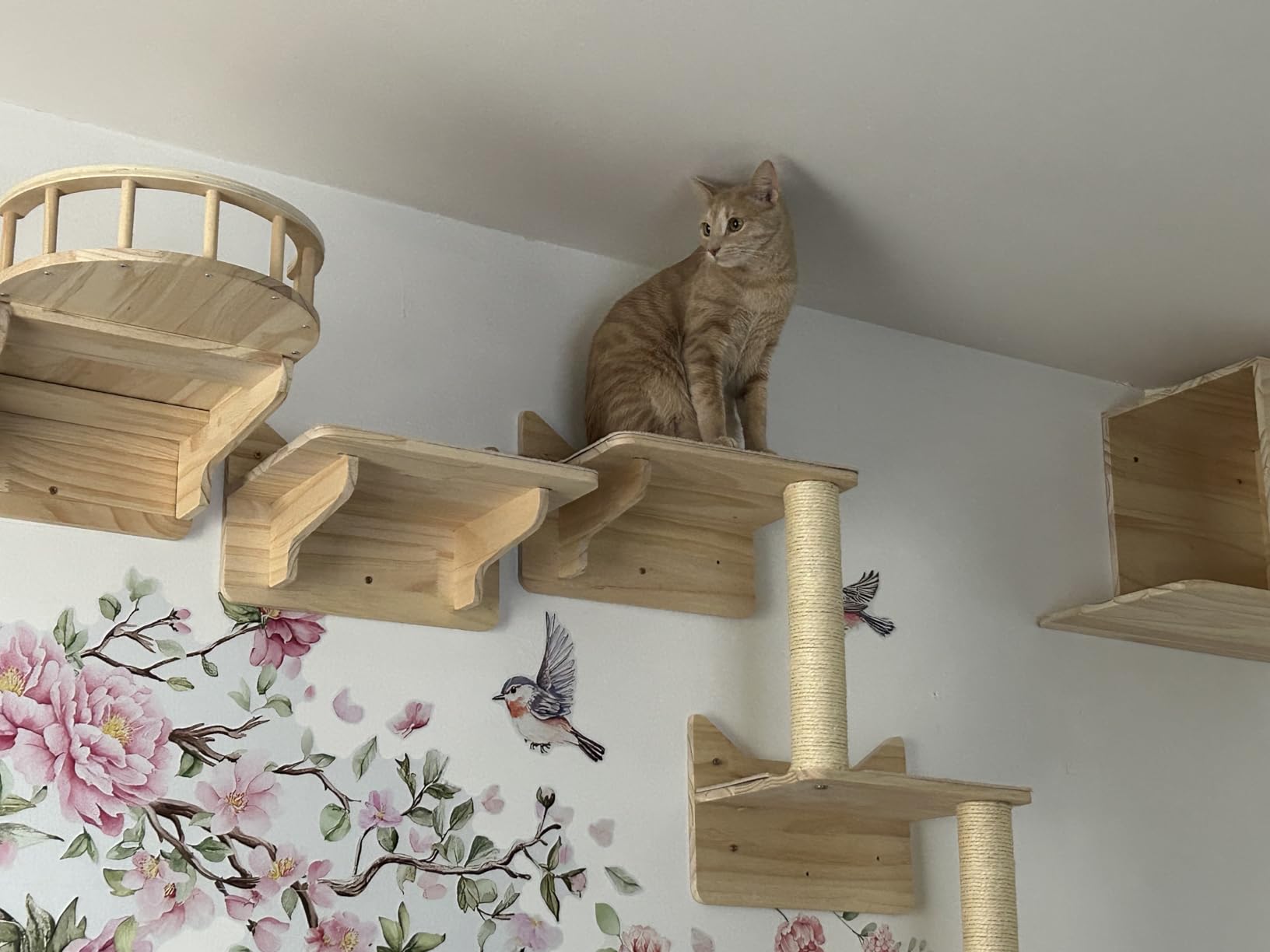NOVGOBHOT Cat Wall Shelves for Large Cats - 9-Piece Wooden Wall-Mounted Cat Shelves Set, Kitty Climbing System with Perches, Scratching Post & Condo House customer photo 1