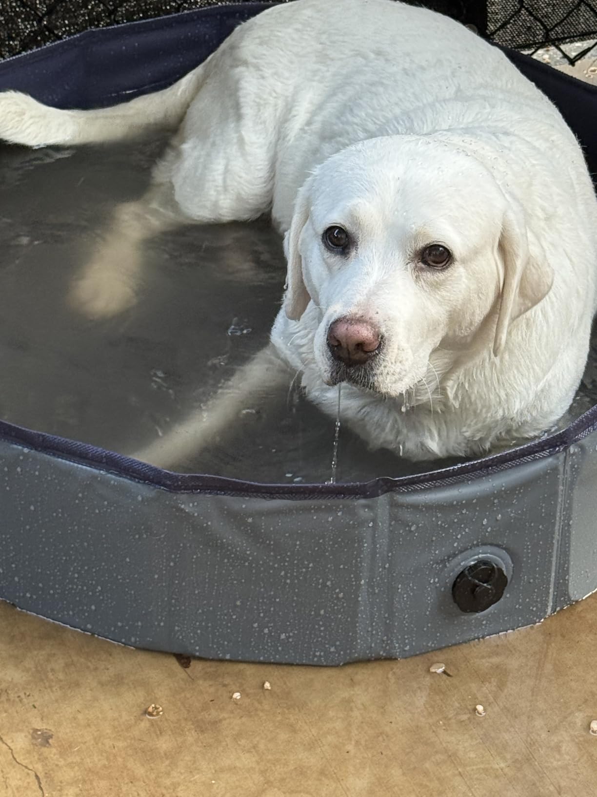 Niubya Foldable Dog Pool, Collapsible Plastic Dog Swimming Pool, 80x12in | Portable Bath Tub for Large Pets Dogs, Pet Wading Pool Indoor and Outdoor Use customer photo 2