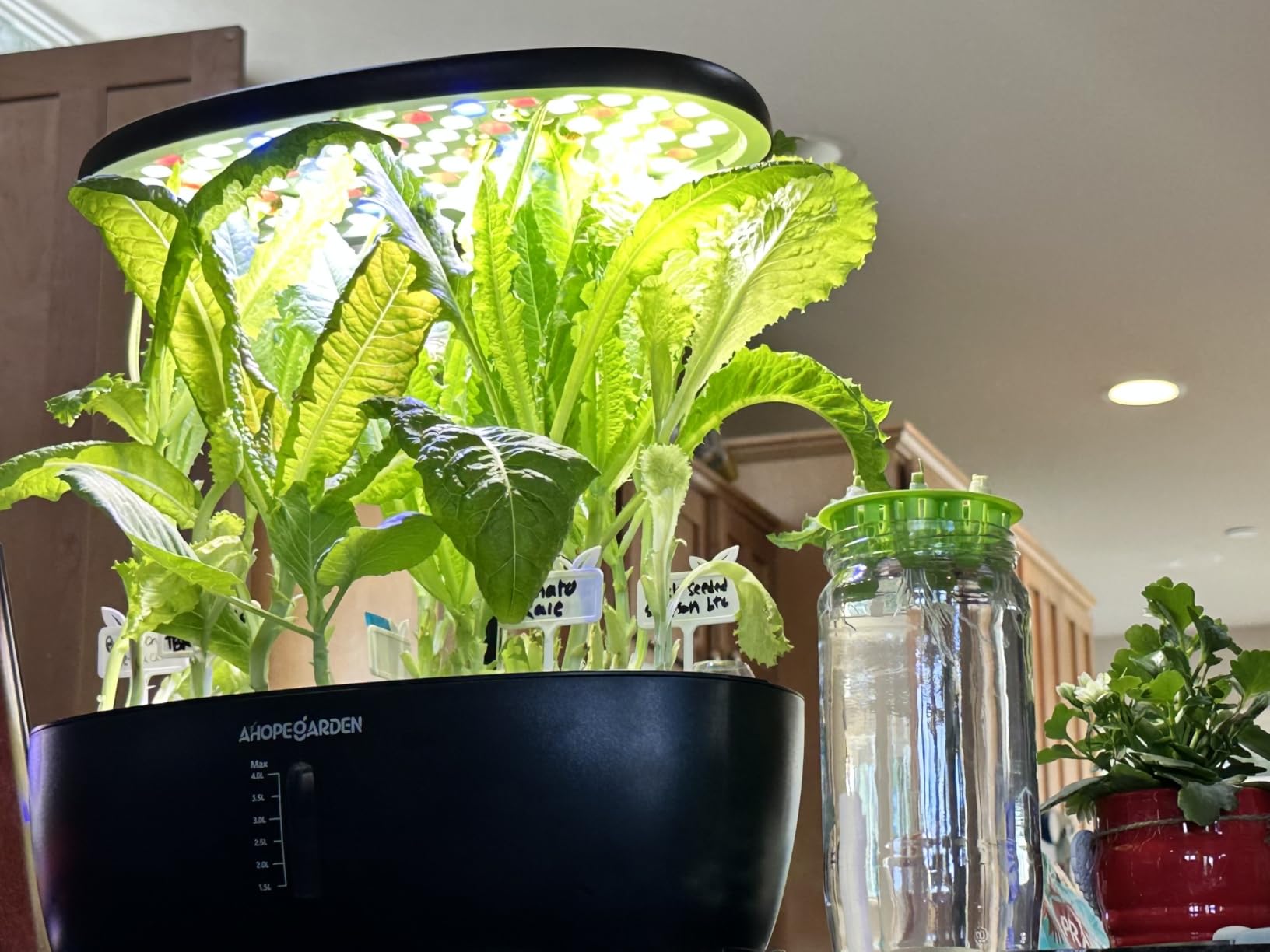 Ahopegarden Indoor Garden Hydroponics Growing System: 12 Pods Plant Germination Kit Garden Kit Growth Lamp Countertop with LED Grow Light Hydrophonic Planter Grower Harvest Vegetable Lettuce customer photo 2