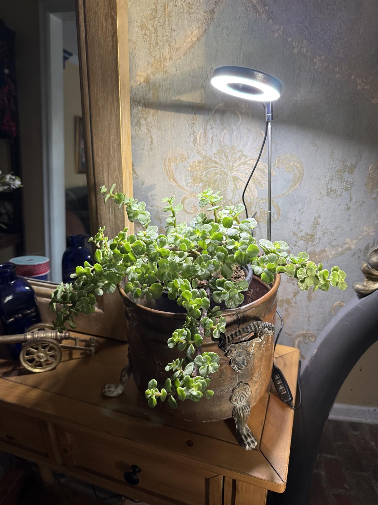 Aokrean Plant Grow Light, 48 LEDs Full Spectrum Grow Lights for Indoor Plants, Height Adjustable Small Halo Grow Light with Base, 3 Optional Spectrums, Auto Timer 3/9/12Hrs, 10 Brightness, 3 Pack customer photo 2