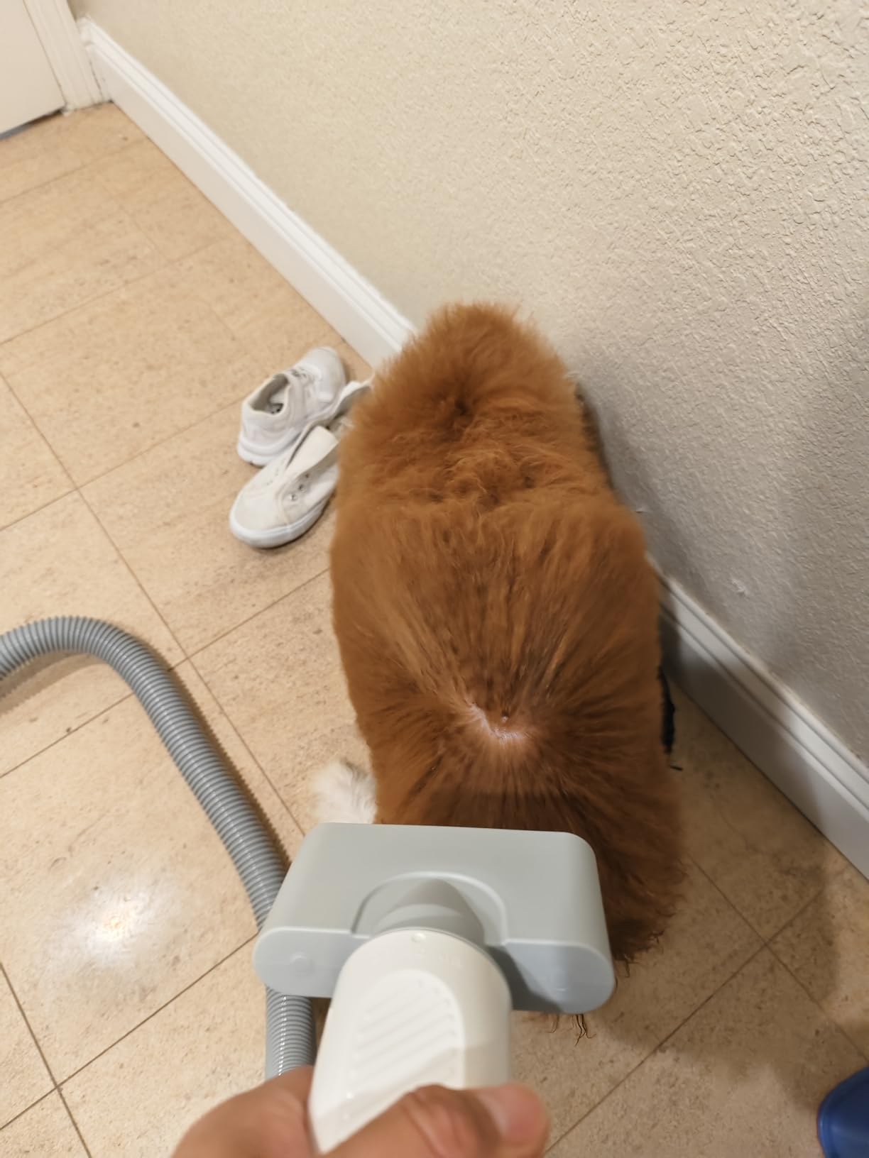 HomeRunPet Dog Dryer, Ultra Quiet High Velocity Blow Dryer for Dogs with 99 Speed & 3 Temperature Settings, 6.5ft Long Hose & LED Display, Perfect for Dogs, Pets Grooming customer photo 1