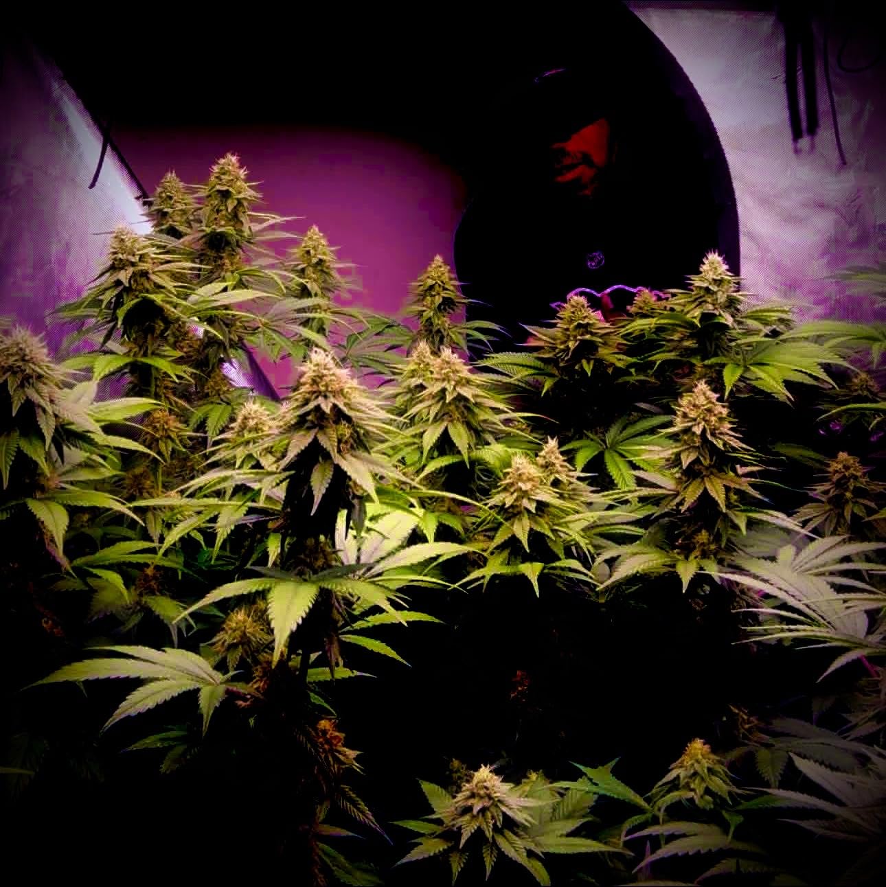 AC Infinity IONFRAME EVO6, Samsung LM301H EVO Bar LED Grow Light 4x4, 1680 Diodes, with Schedule Controller, 500W Full-Spectrum Commercial Plant Lights for Indoor Growing in Grow Rooms & Greenhouses customer photo 1