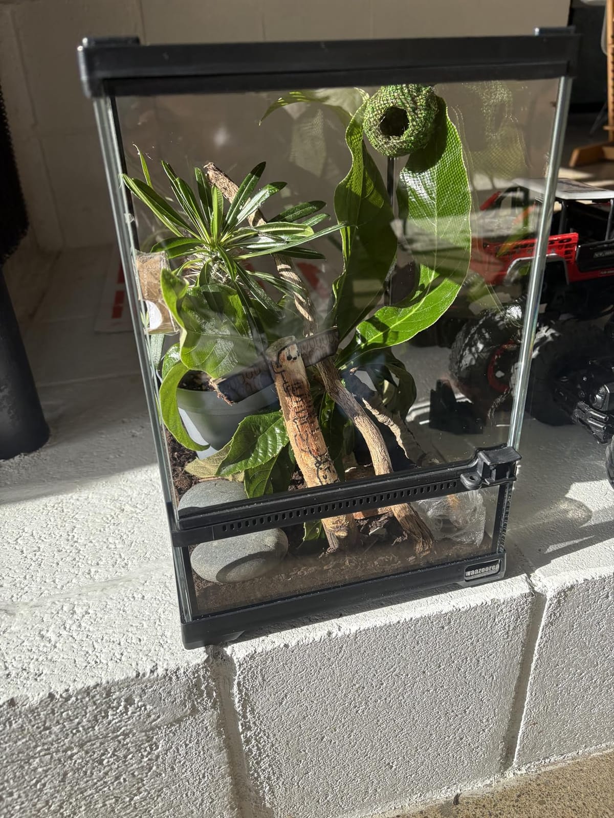 Reptile Glass Terrarium Tank 10 * 10 * 14in, Full View with Front Opening Door,Amphibians Enclosure Habitat Cage for Crested Gecko,Spider,Tarantula,Lizard,Hermit Crab,Frog,Mantises,Insects customer photo 1
