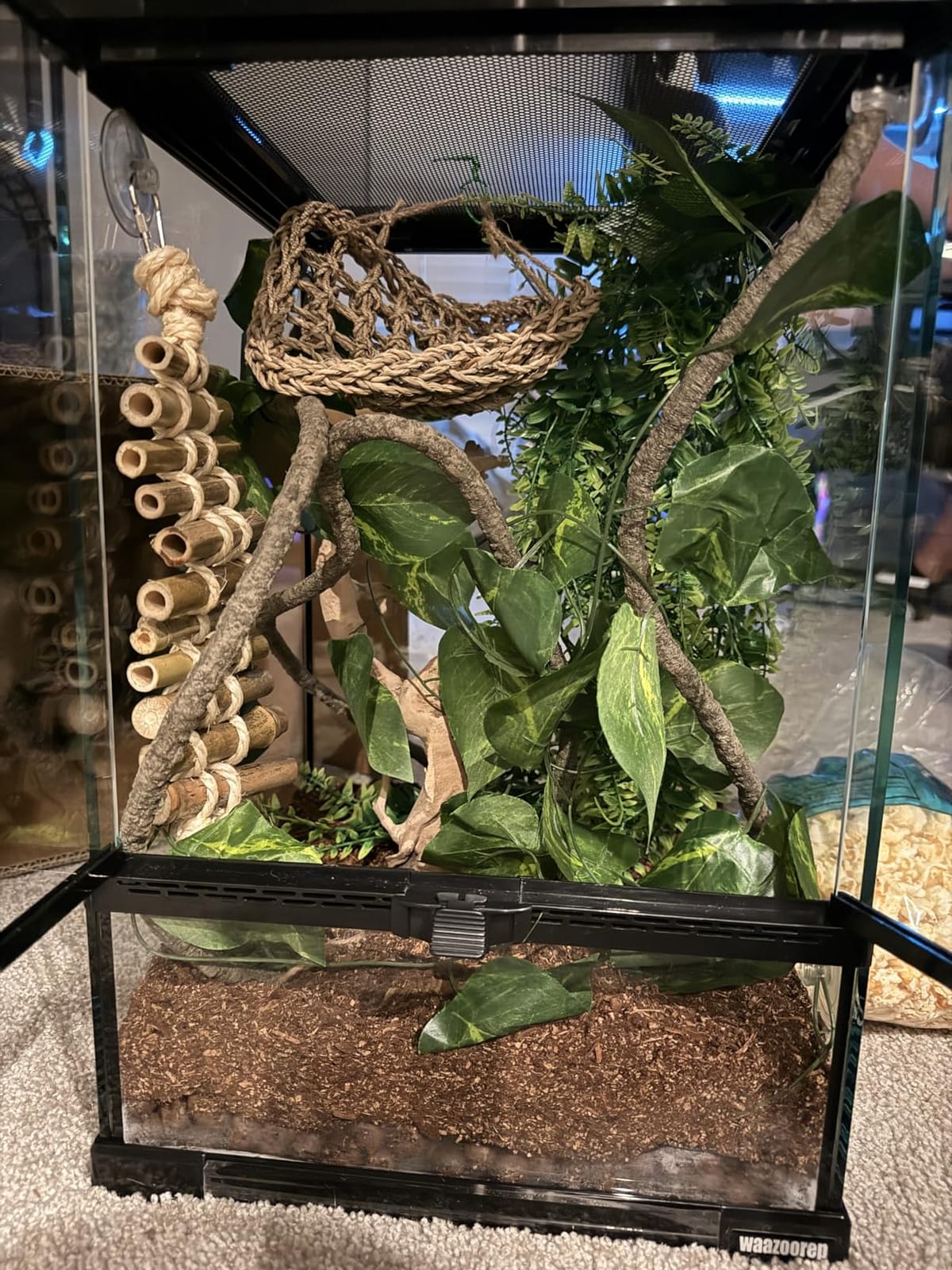 Reptile Glass Terrarium Tank 10 * 10 * 14in, Full View with Front Opening Door,Amphibians Enclosure Habitat Cage for Crested Gecko,Spider,Tarantula,Lizard,Hermit Crab,Frog,Mantises,Insects customer photo 2