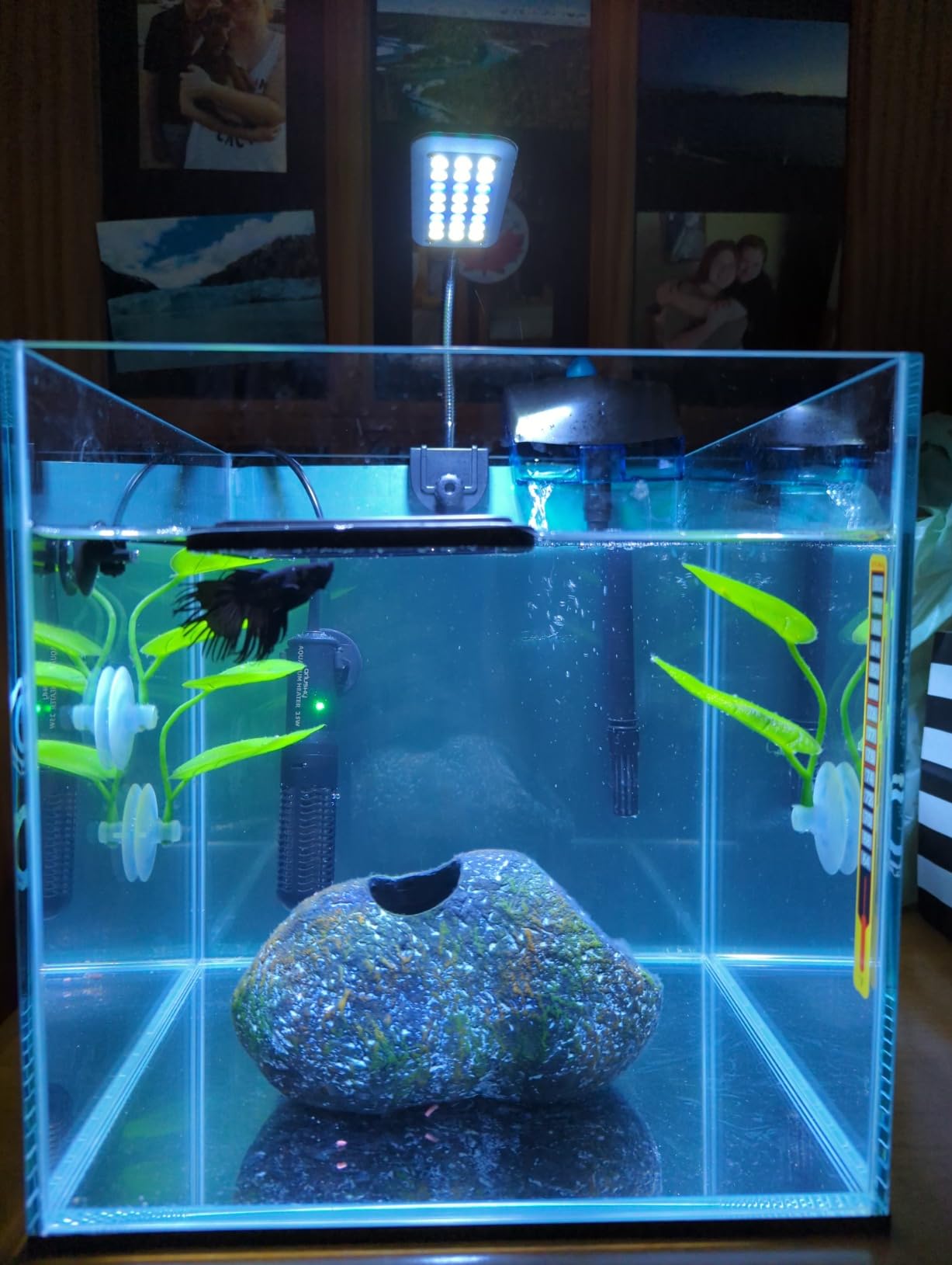 2 Gallon Clear Glass Cube Rimless Tank - Space Saving Aquarium - 7.87 x 7.87 x 7.87 inches customer photo 1