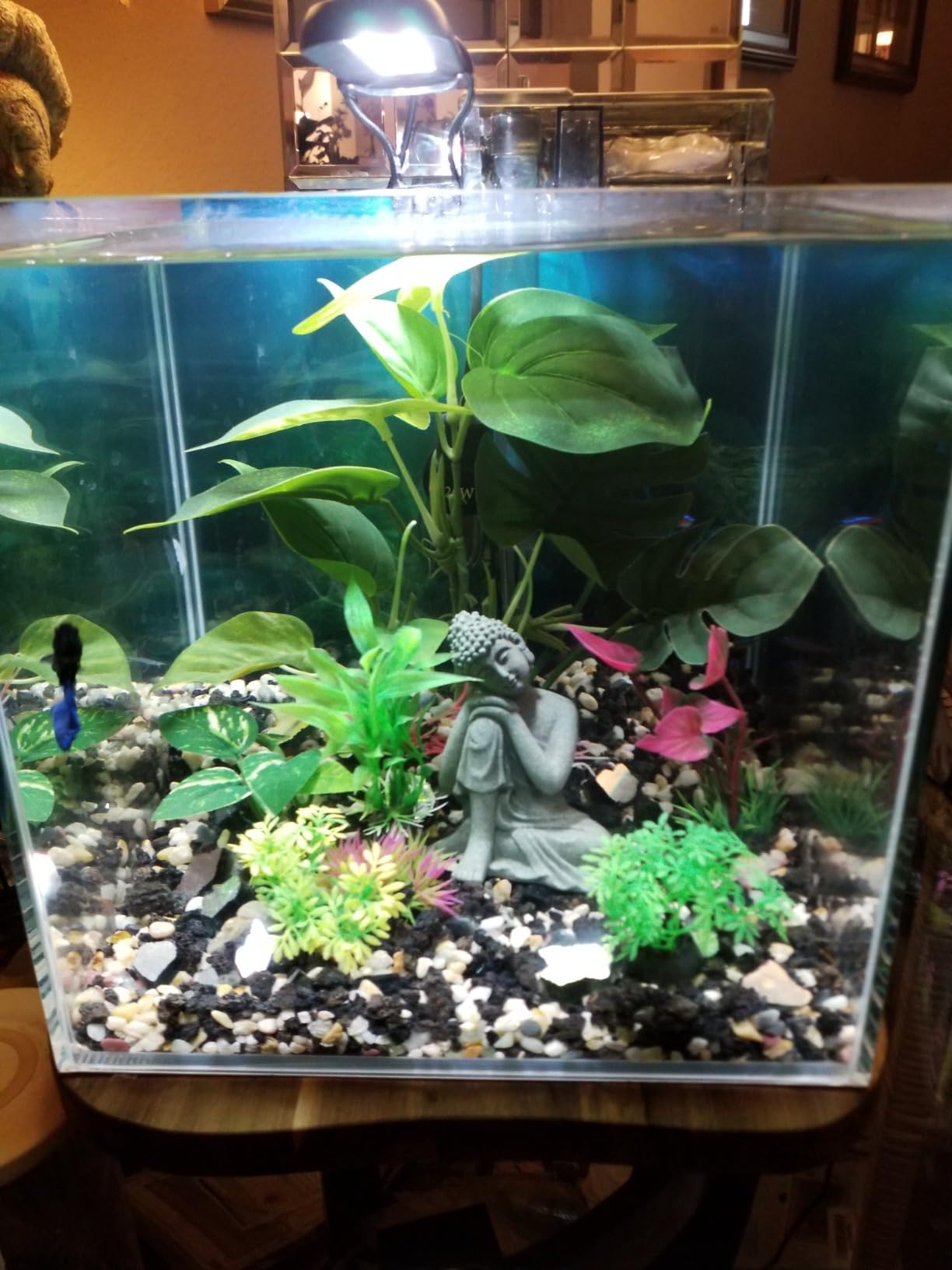 2 Gallon Clear Glass Cube Rimless Tank - Space Saving Aquarium - 7.87 x 7.87 x 7.87 inches customer photo 2