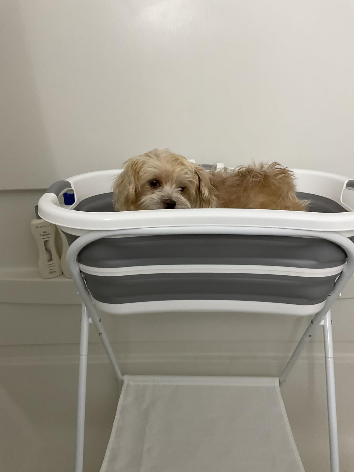 Beberoad 2 in 1 Dog Bath Tub Dog Washing Station for Bathing and Grooming, Elevated Collapsible Foldable Portable Shower Bathtub for Small Dogs Cats Pet, Indoor and Outdoor customer photo 1