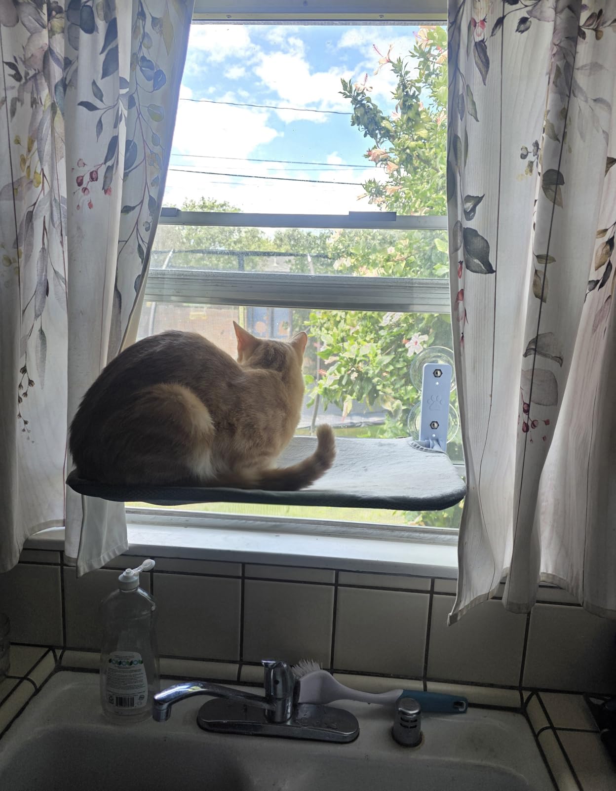 Sunhoo Cat Window Hammock Perch Cordless Perches Window Sill Seat Bed Foldable Stable Lounger Upgraded Suction Cup Easy Assembly Indoor Cats Kitty Shelf Hold Up to 55lbs (Beige, M) customer photo 2