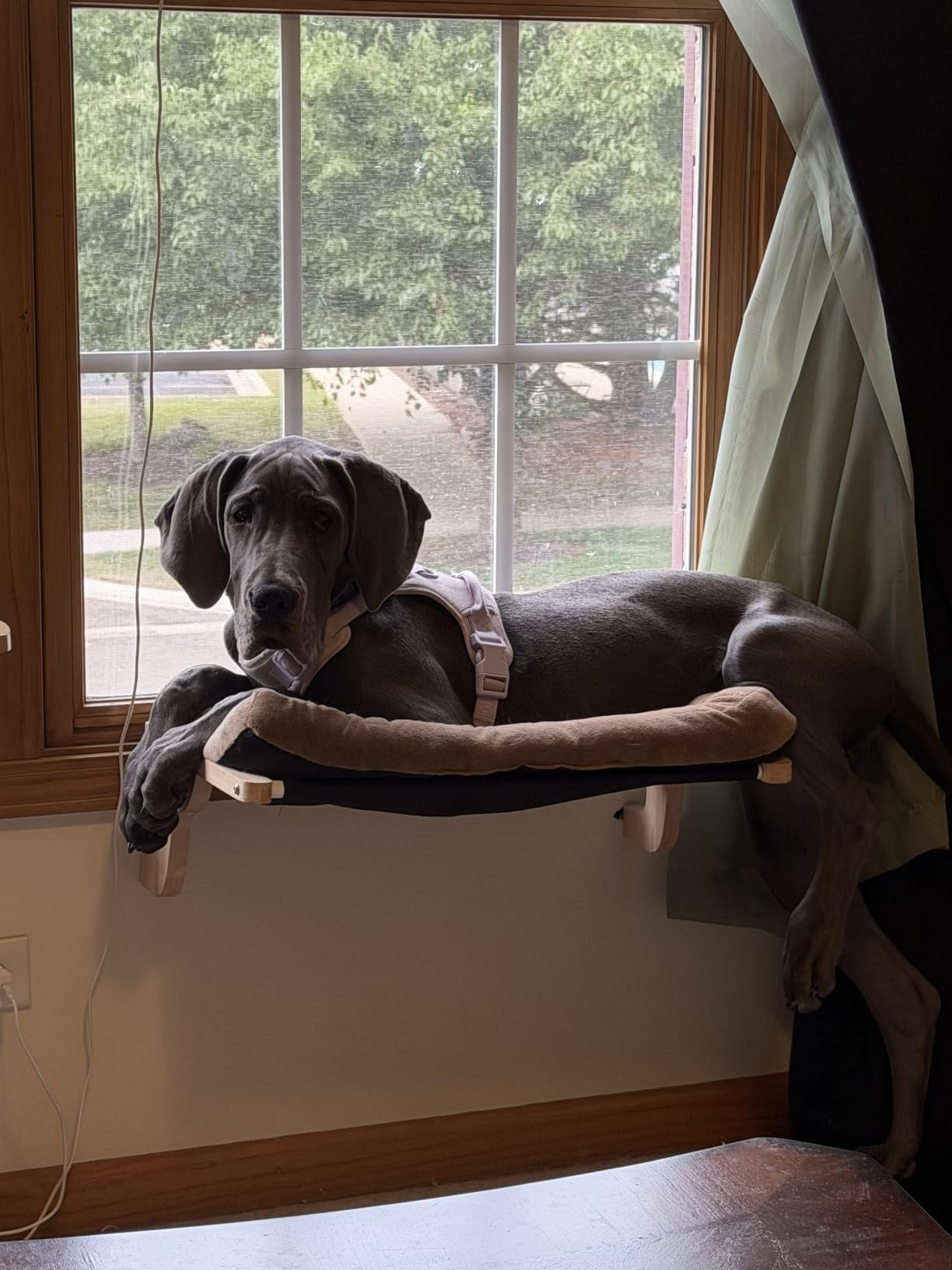 Zakkart Cat Perch for Window Sill with Bolster - Orthopedic Hammock Design with Premium Hardwood & Robust Metal Frame - Cat Window Seat for Large Cats and Kittens - Natural Color Wood Gray Bed, 24''W customer photo 1