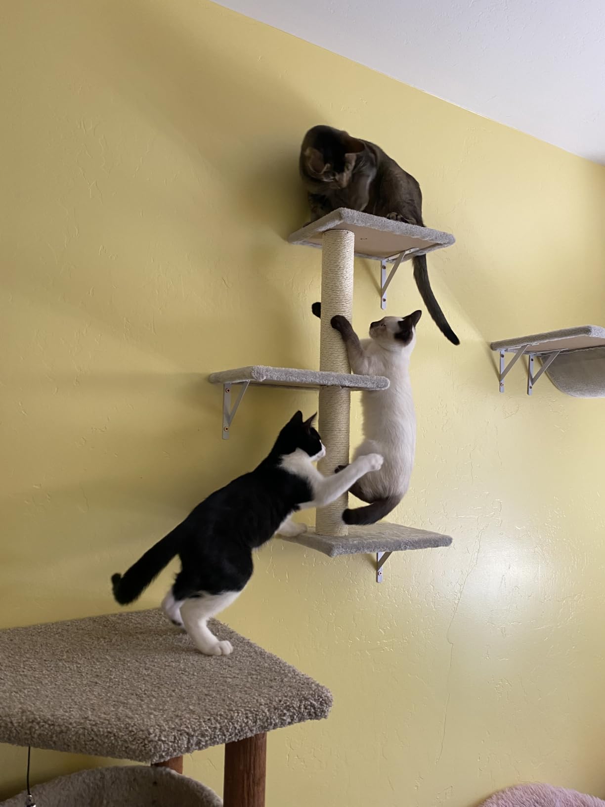 NUNU LAB Cat Wall Shelves, 6 Pcs Luxury Wall-Mounted Cat Climber Set, Indoor Cat Furniture with 1 Condos House, 2 Cat Wall Shelves, 1 Scratching, 1 Bridge Ladder, 1 Scratching Pad, Dark Gray customer photo 2