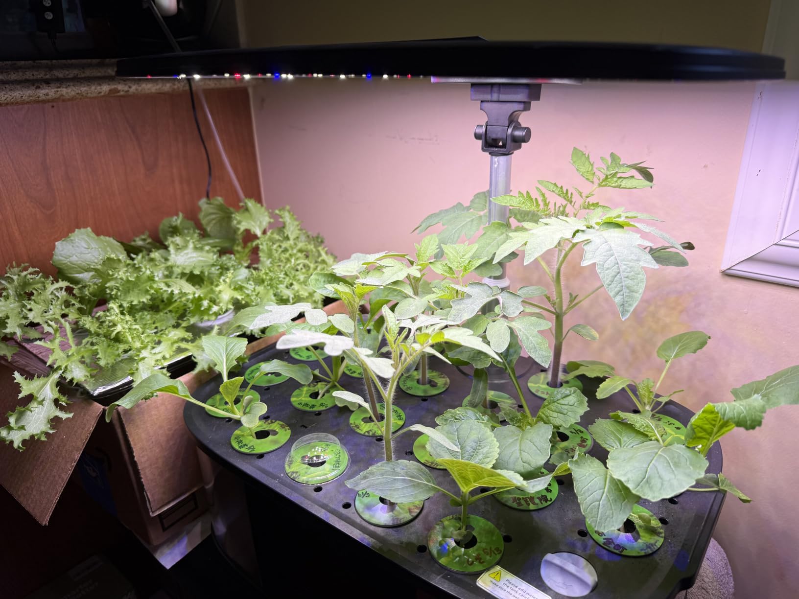 LetPot LPH-Max Hydroponics Growing System Kit, 21 Pods APP & WiFi Automatic Controlled Smart Indoor Garden with 36W LED Grow Light, Auto Drip Irrigation Kits, Self-Managed Nurturing & Watering customer photo 1