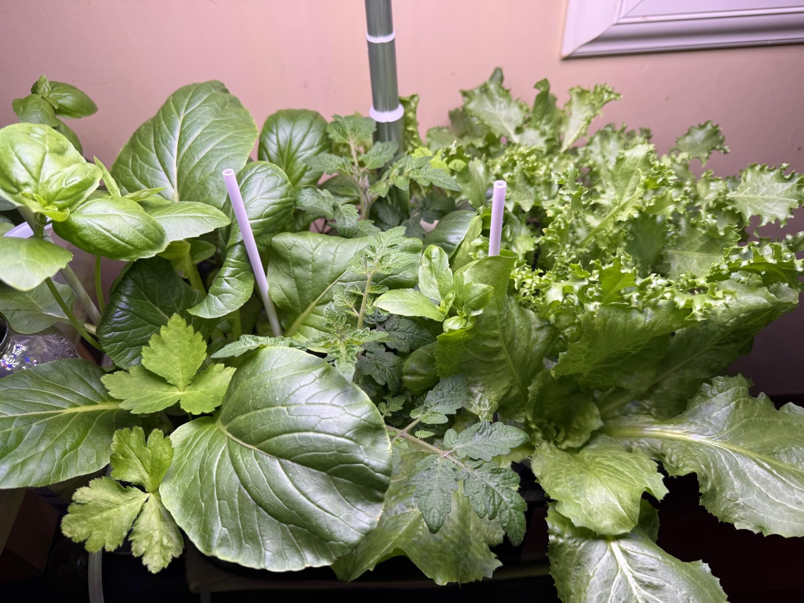 LetPot LPH-Max Hydroponics Growing System Kit, 21 Pods APP & WiFi Automatic Controlled Smart Indoor Garden with 36W LED Grow Light, Auto Drip Irrigation Kits, Self-Managed Nurturing & Watering customer photo 2