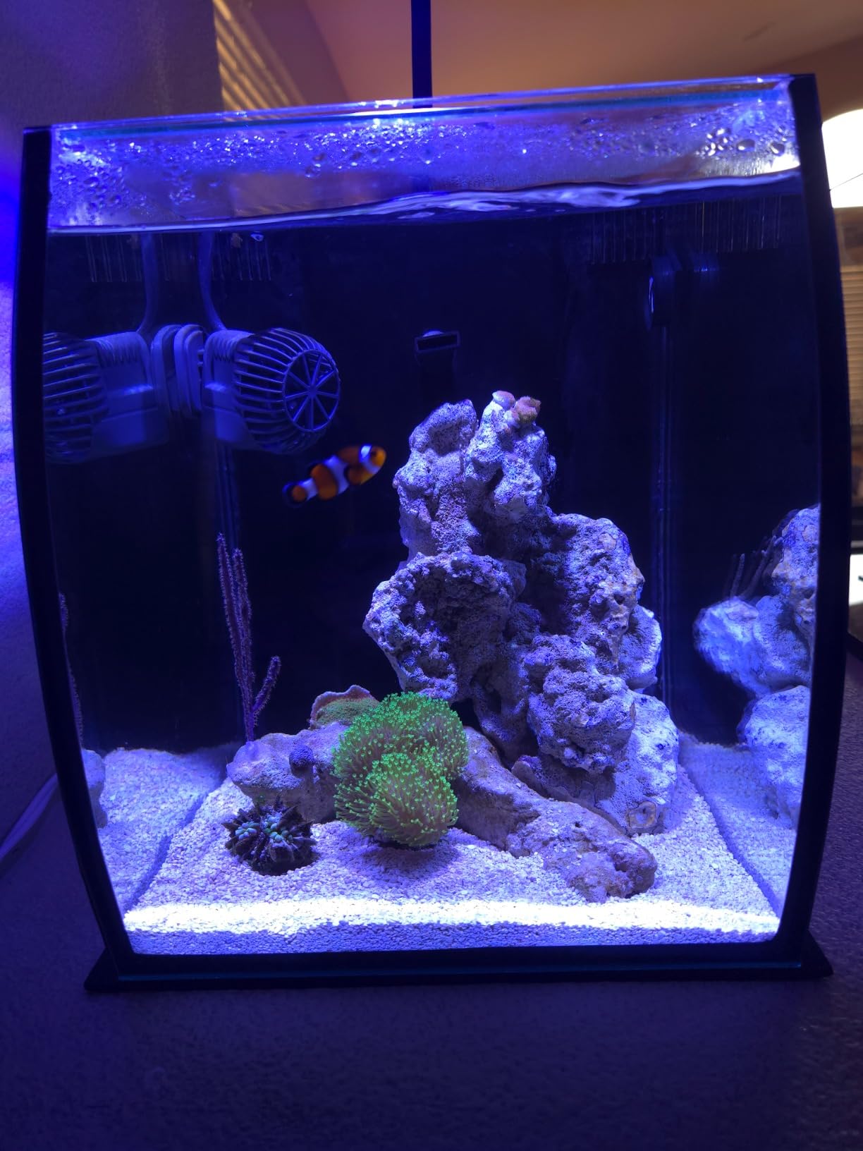 Aquatop 13.5 Gallon Bow Front Glass Aquarium Kit with Filter and LED Lighting - All in One Desktop Fish Tank, Ideal for Freshwater and Saltwater, BFK-13 customer photo 2