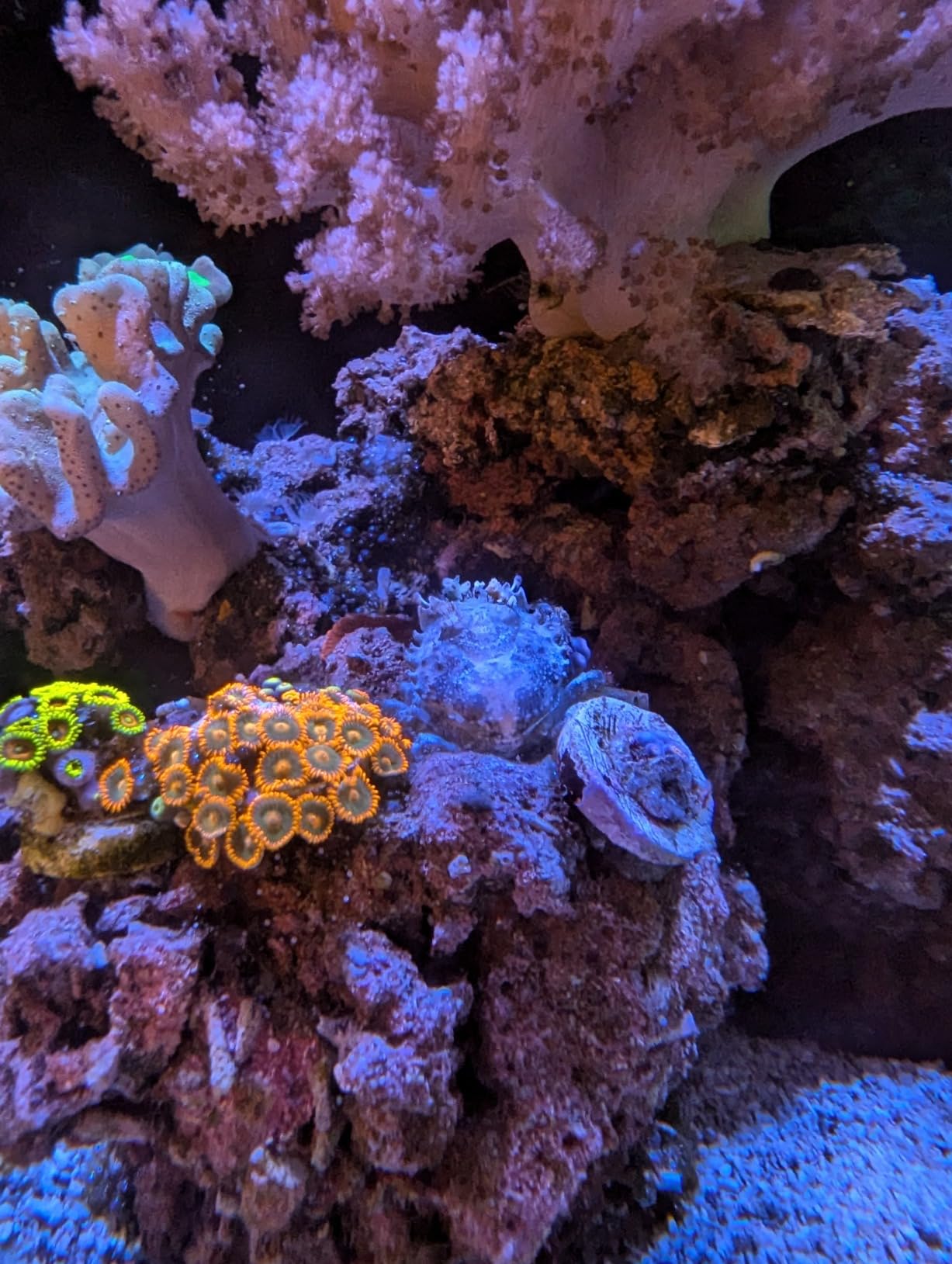 AquaIllumination AI Prime 16 HD LED App Controllable Saltwater Aquarium Reef Light - Black customer photo 2