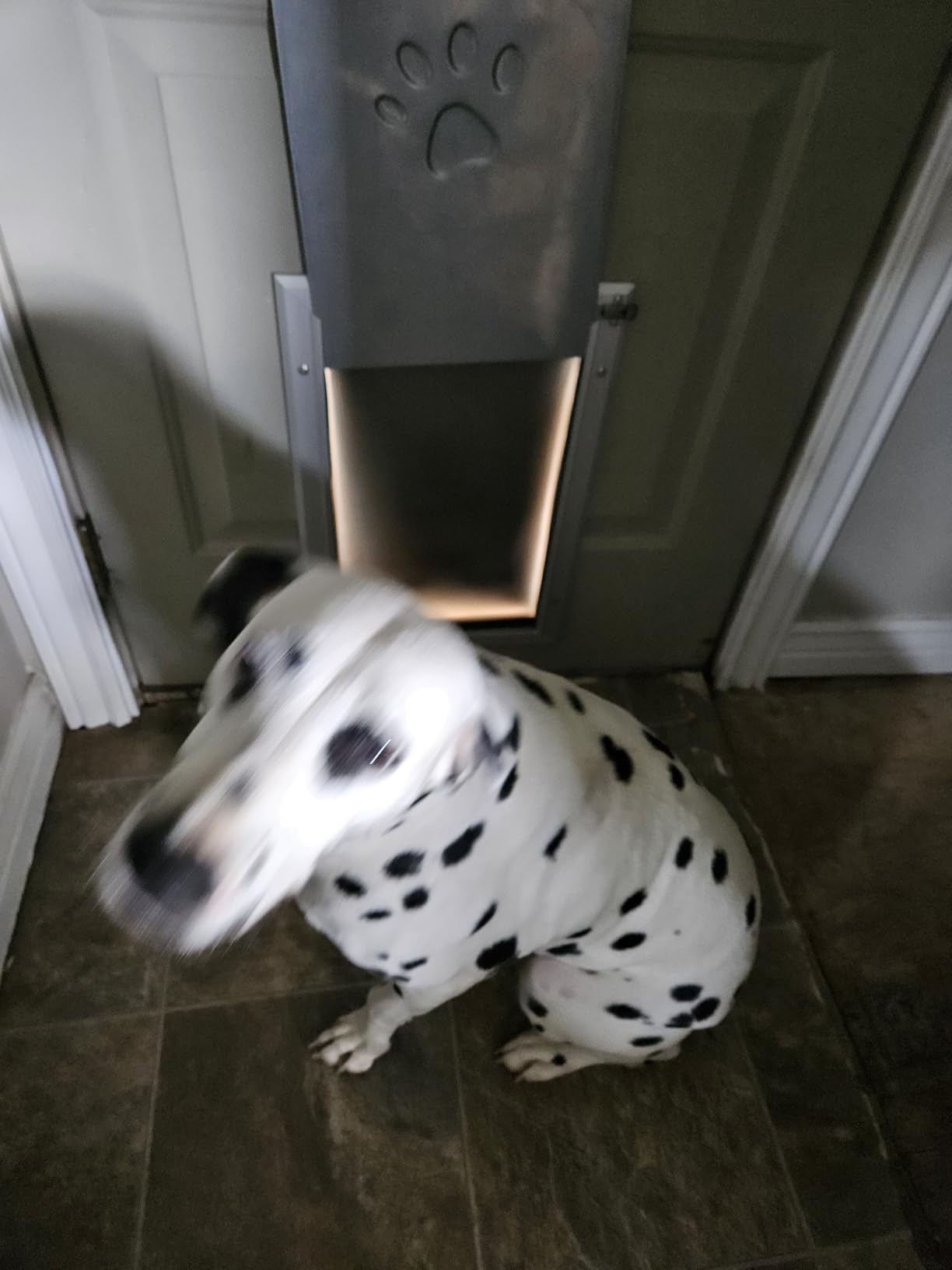 [Petoasis] 3-Flaps Heavy-Duty Dog Door, Rust Proof Aluminum Alloy Frame | Energy-Efficient, Thick Flaps Block Wind Snow Rain Intrusion in Extreme Weather (Silvery White, Large for Door) customer photo 1