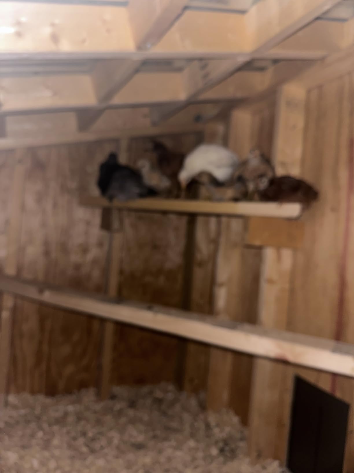Automatic Chicken Coop Door Solar Powered with Timer & Light Sensor | Automatic Chicken Door with LCD Display, Solar Chicken Coop Door with Remote Control, Anti-Pinch Function & Made of Al-Alloy customer photo 1