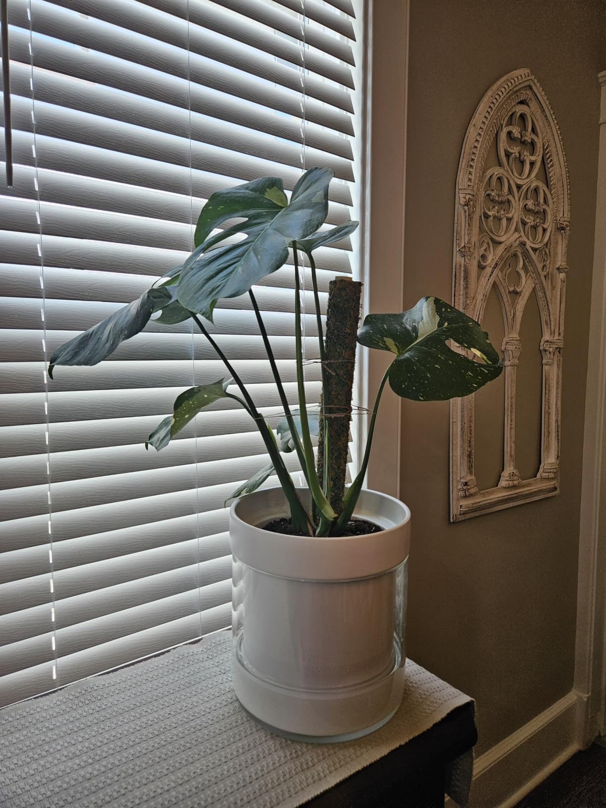 Phoenix Vine 6 Inch Self Watering Planter, White Terracotta Clay Pot with Glass Reservoir for Indoor Plants, Herbs, Flowers, Set of 2, 52-B-F-2 customer photo 1