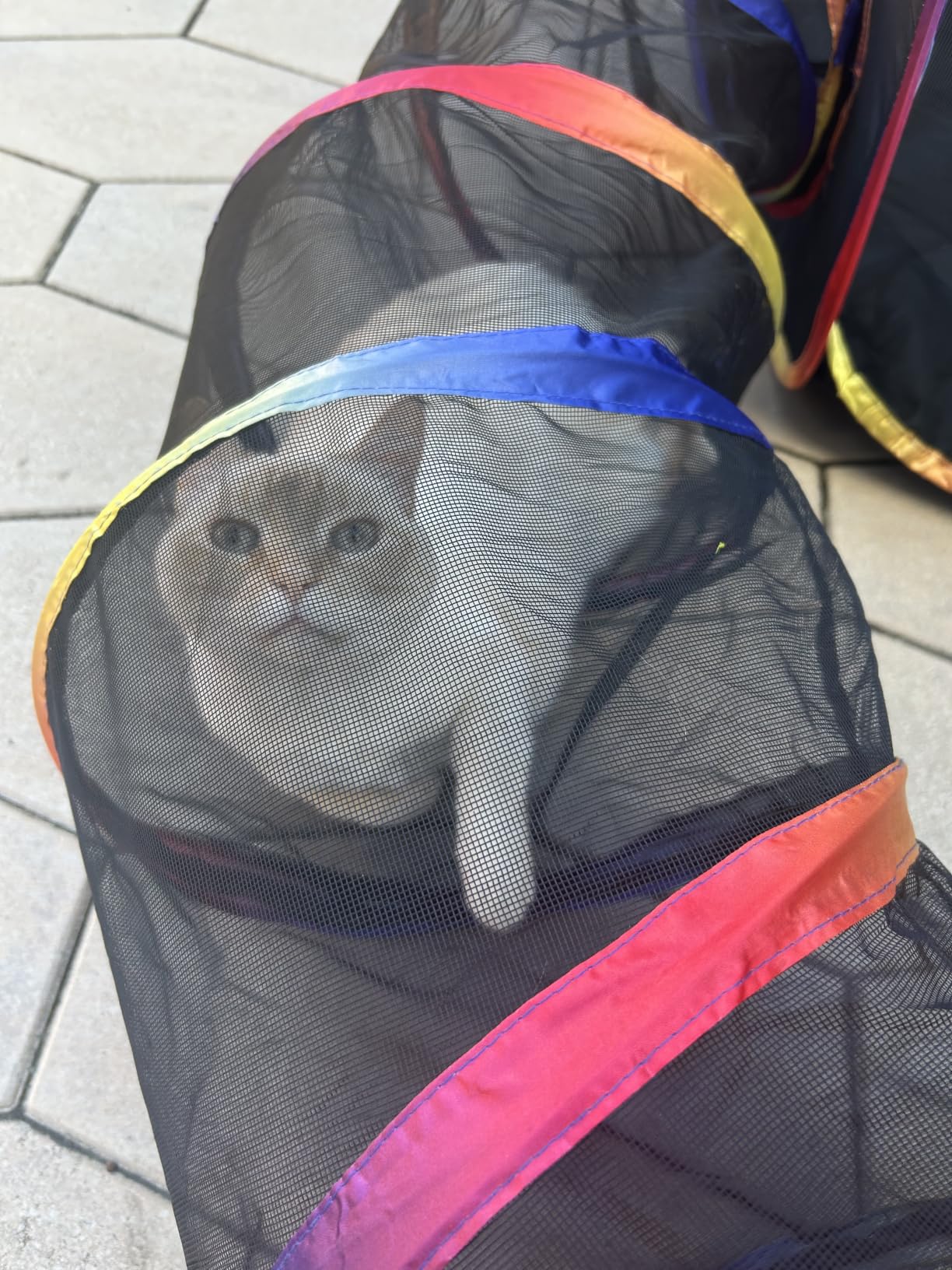 Outdoor Cat Enclosure - Portable Catio Playground for Cat Run, Kitty and Small Animals - Tent & Tunnels for Outside and Indoor Play customer photo 1