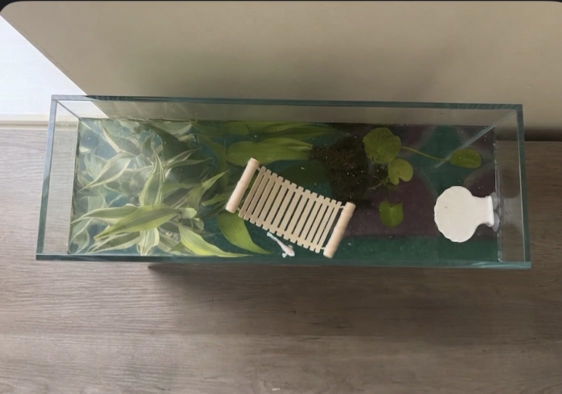 6.5 Gallon Rimless Aquarium, Ultra Clear Low Iron Cube Tank | 6mm low iron glass, 11.8 x 11.8 x 11.8 in cube design customer photo 1