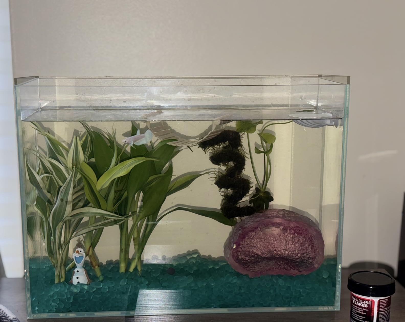 6.5 Gallon Rimless Aquarium, Ultra Clear Low Iron Cube Tank | 6mm low iron glass, 11.8 x 11.8 x 11.8 in cube design customer photo 2