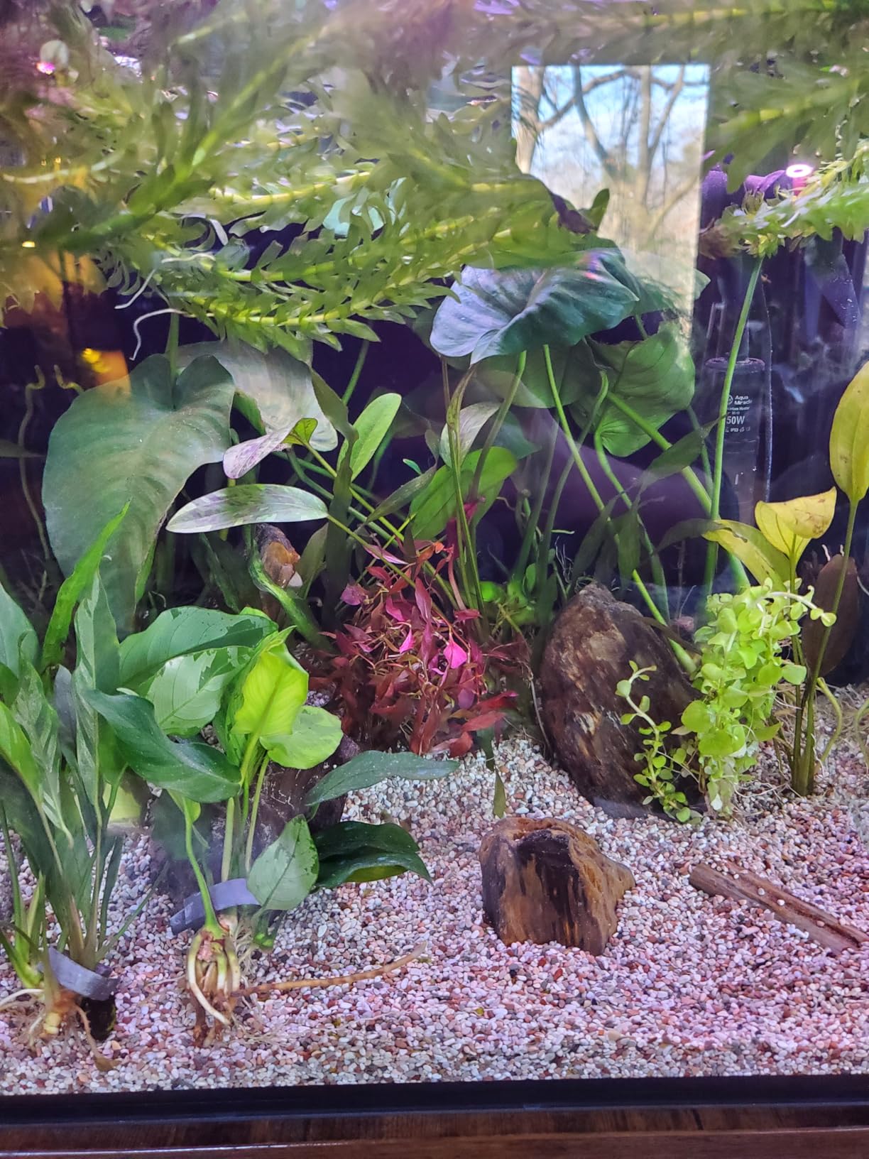 Innovative Marine Starter Kit Aquariums (20 Gallon Long) customer photo 2