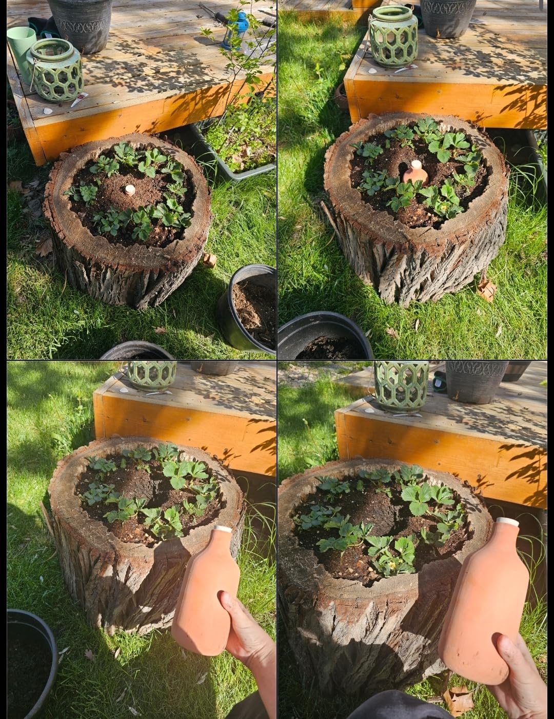 Back to the Roots Self-Watering Terracotta Olla Pot (Pack of 3), 700mL Provides 1 Week of Precision Watering customer photo 2