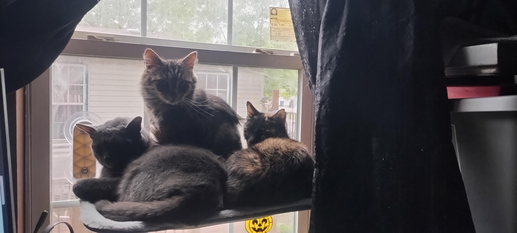 Zoratoo 2PC Cat Window Perch Cordless Foldable Cat Hammock Bed for Window with Metal Frame and Reversible Cover, Large Suction Cups Window Resting Seat for Indoor Cats (Cat Bed, M-2PC) customer photo 1