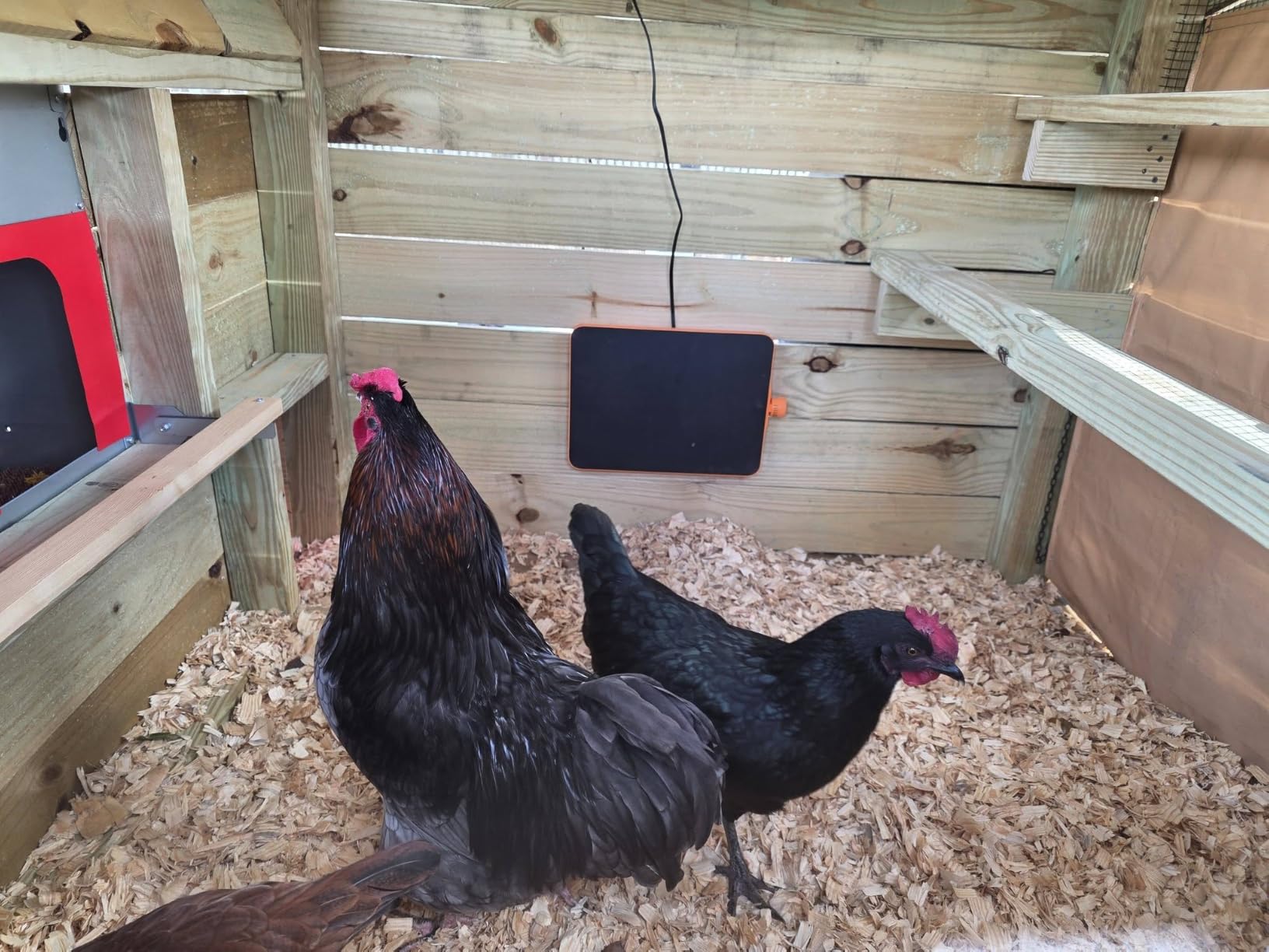 Smart Chicken Coop Heater, 200 Watts Chick Brooder Heating Plate Built-in Adaptive Temperature Sensor, Chicken Brooder Heater, Adaptable to Timer and Temp Controllers,UL-Compliant customer photo 2