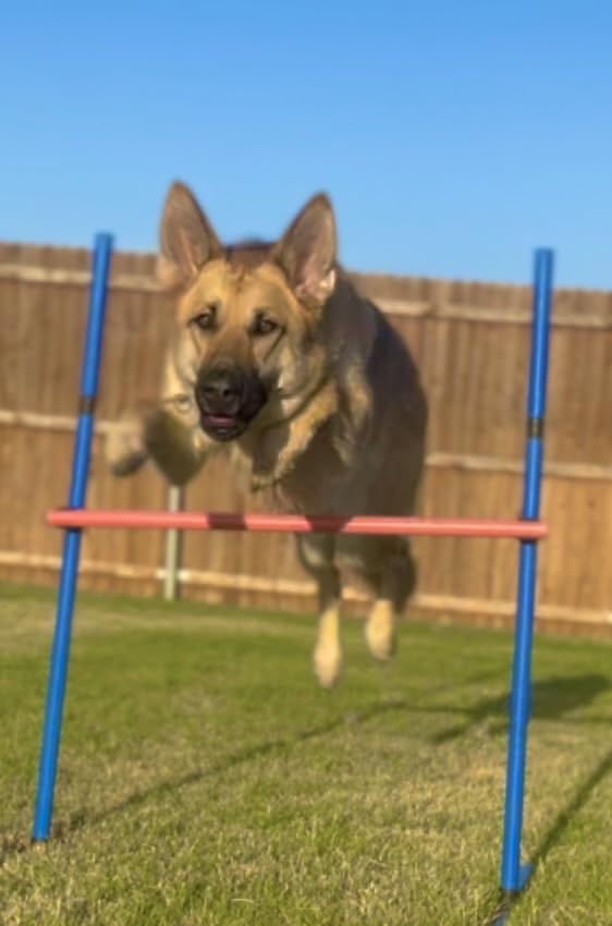 VEVOR Dog Agility Training Equipment, Dog Agility Course Backyard Set with Adjustable High Hurdles, 6 Weave Poles, Tunnel, Jump Ring, Pause Box, Whistle, Foldable Bowl, Storage Bag, Puppy Obstacle Course Kit customer photo 2