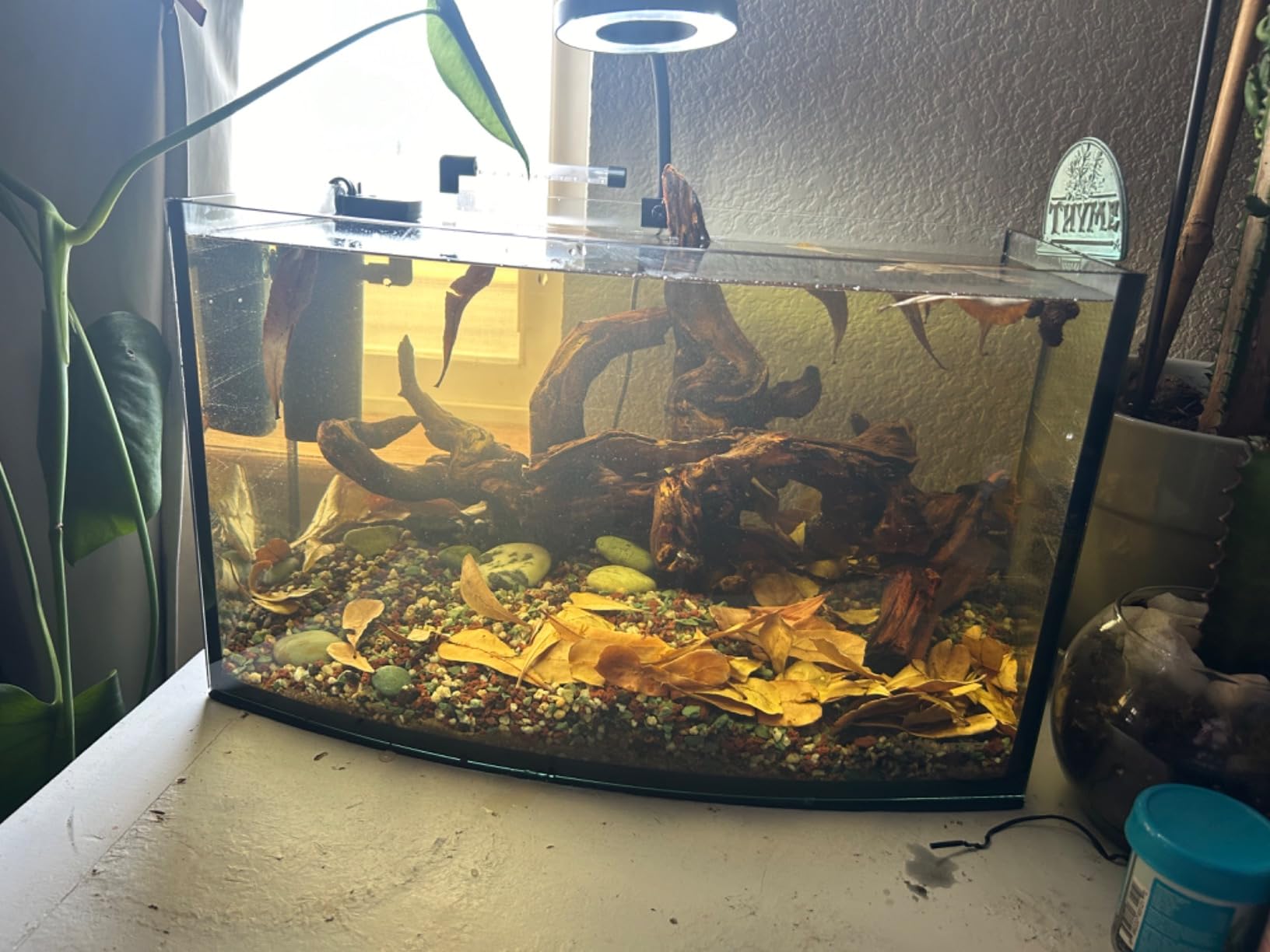 Aquatop EuroStyle Bowfront - 8.7-Gallon Nano Semi-Circle Glass Aquarium, Safe for Freshwater & Saltwater, Desktop Fish Tank, Panoramic Tank, ES-18 customer photo 1