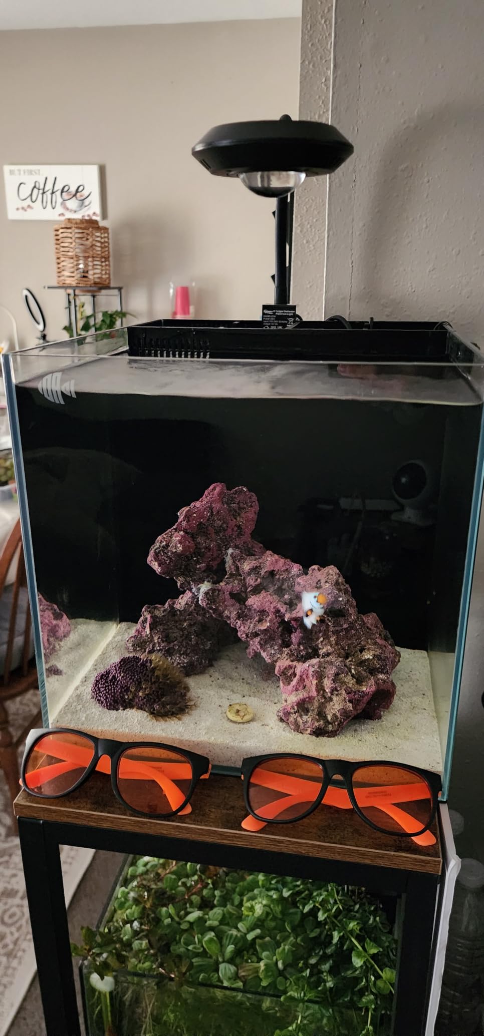 Coralland 8-Gallon Saltwater Aquarium - Ultra Clear Low Iron Glass, 45° Angled Joint Design, Crystal Clear Viewing, Perfect for Marine Fish & Reef Tanks & Freshwater customer photo 1