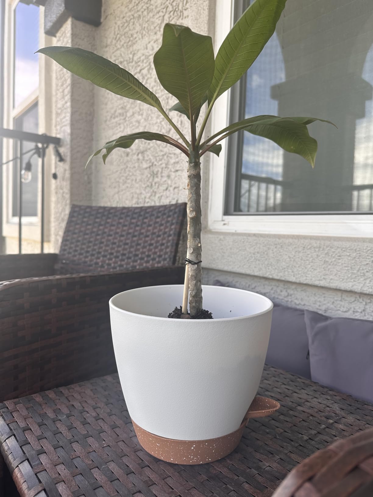 8/10/12 Inch Self Watering Pots for Indoor/Outdoor Plants | Large Plastic Planter with Drainage Holes, Water Level Indicator & Deep Reservoir, White customer photo 2