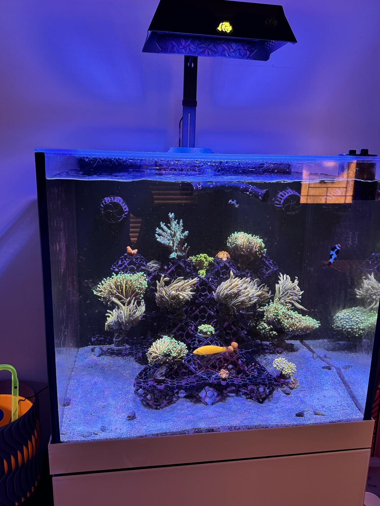 NICREW NavaReef 65 Reef LED Light, 65W Reef Aquarium Lighting for Soft/LPS Corals and Saltwater Fish Tanks, Built-in Timer, Blue Focused Spectrum customer photo 2