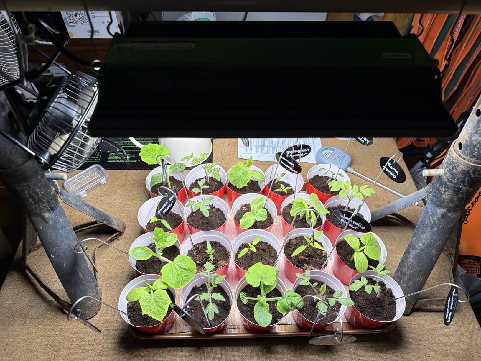VIPARSPECTRA P700 Grow Light, 70 Watt Dimmable Full Spectrum Plant Light, LED Grow Lights for Indoor Plants Seed Starting Seedlings Vegetable,11000 Lumens Small Hanging Growing Lamp for 2x2 Grow Tent customer photo 1