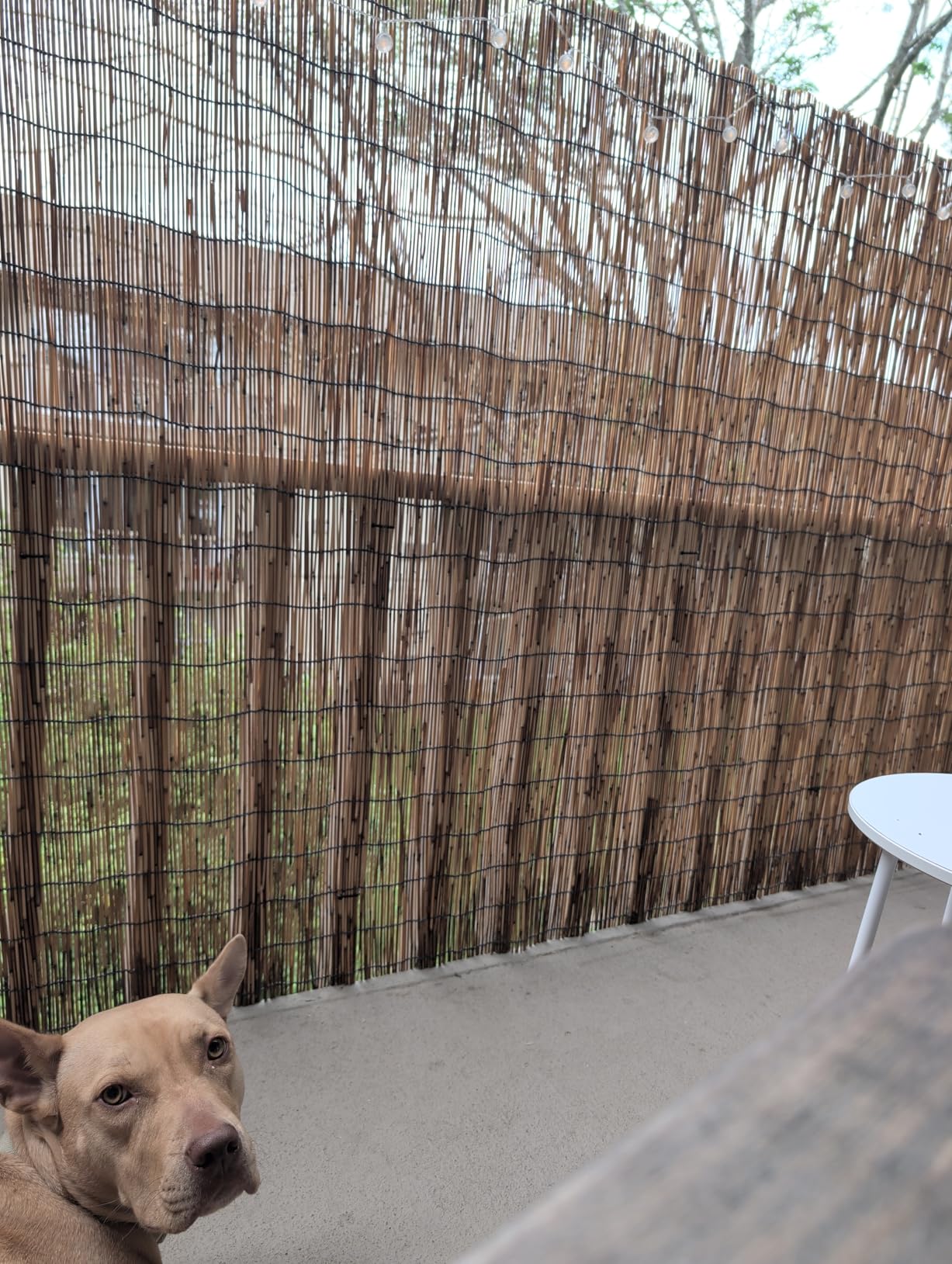 Bamboo Fence, Reed Fencing 4 Feet High Bamboo Privacy Screen Outdoor for Patio, Reed Screen for Privacy Garden Backyard Balcony Natural Reed Fencing, 4x16FT customer photo 1