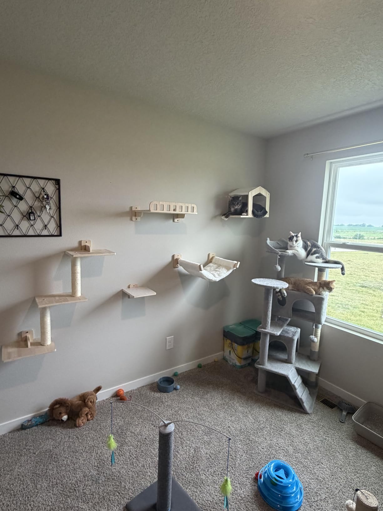 5-in-1 Cat Wall Shelves for Large Cat, Large Hammock, Wide Perch | Cat Wall Climbing Furniture Set, 16