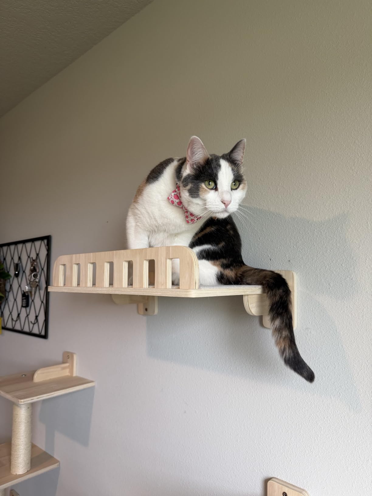 5-in-1 Cat Wall Shelves for Large Cat, Large Hammock, Wide Perch | Cat Wall Climbing Furniture Set, 16