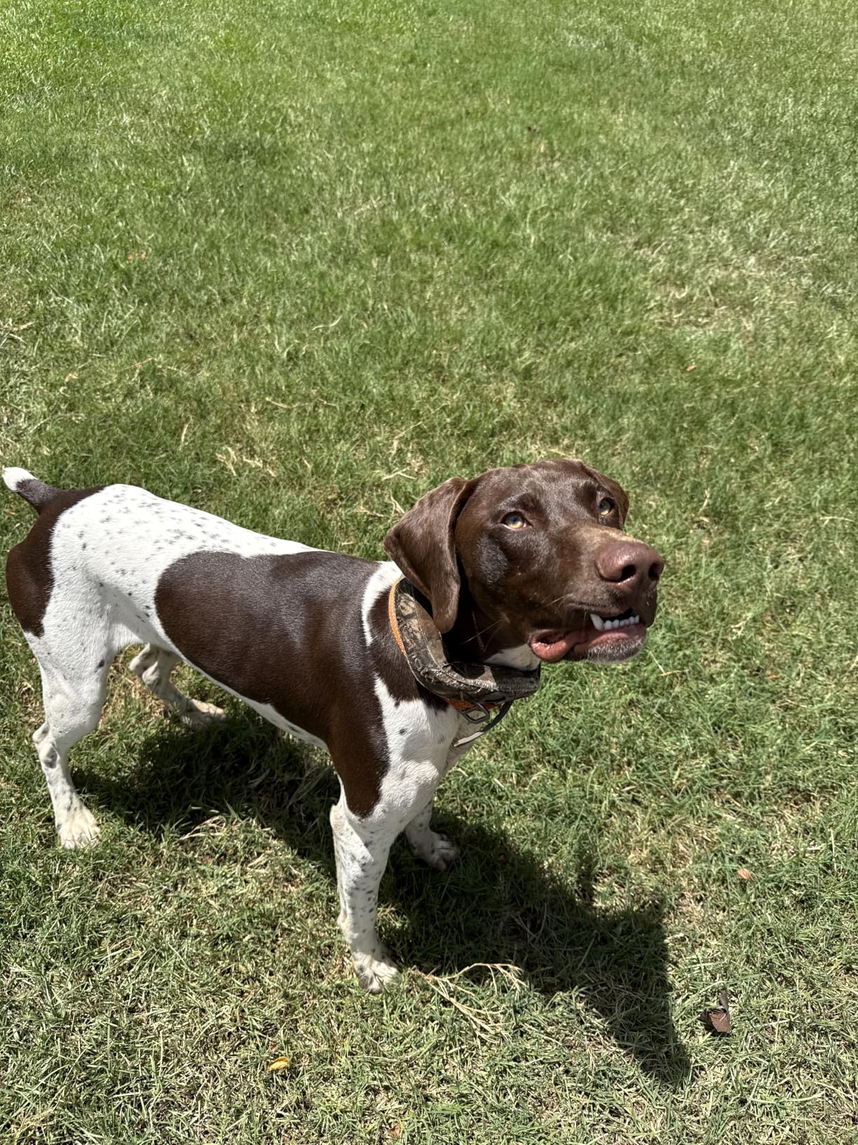 Halo Collar 5 GPS Wireless Dog Fence | Keep Your Dog Safe with Custom Boundaries, Real-Time Tracking, and Instant Alerts at Home, Away, or Off-Grid customer photo 2