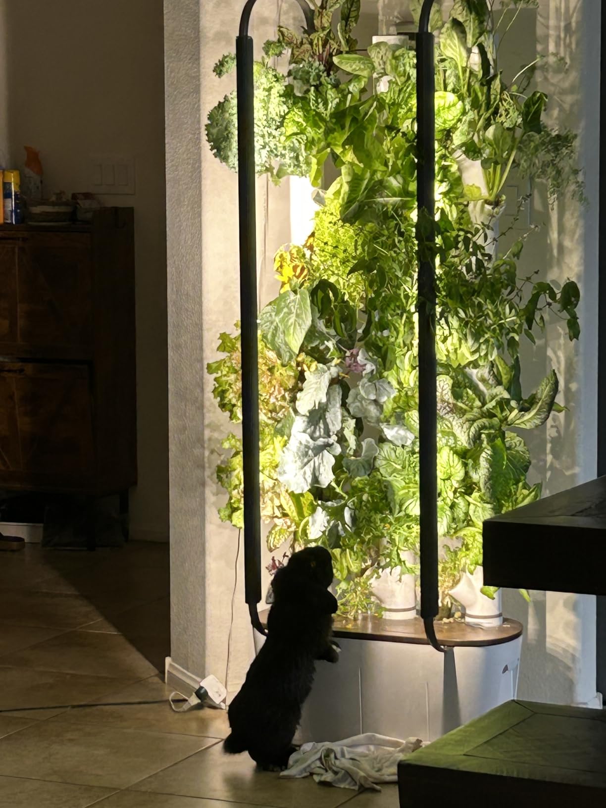 Gardyn Home 4 Vertical Hydroponics Growing System Kit - 30 Non-GMO Plants, Herbs, Vegetables - Smart Garden Hydroponic Herb Garden Planter Indoor Kit - Indoor Gardening System w/LED Grow Lights customer photo 1