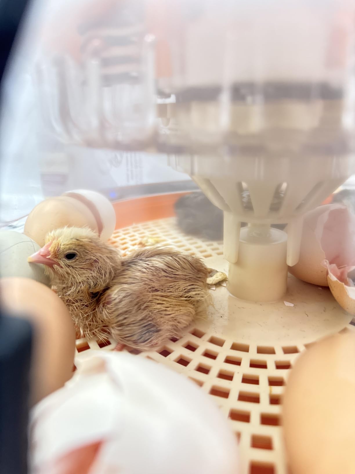 18 Egg Incubators for Hatching Eggs, Automatic Egg Turning and Humidity Control Incubator for Hatch Chicken Duck Quail Pigeon Pheasant Partridge Home Classroom Lab customer photo 2
