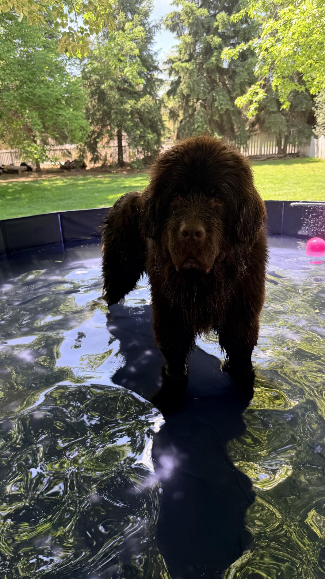 Foldable Dog Pool for Large Dogs, 91