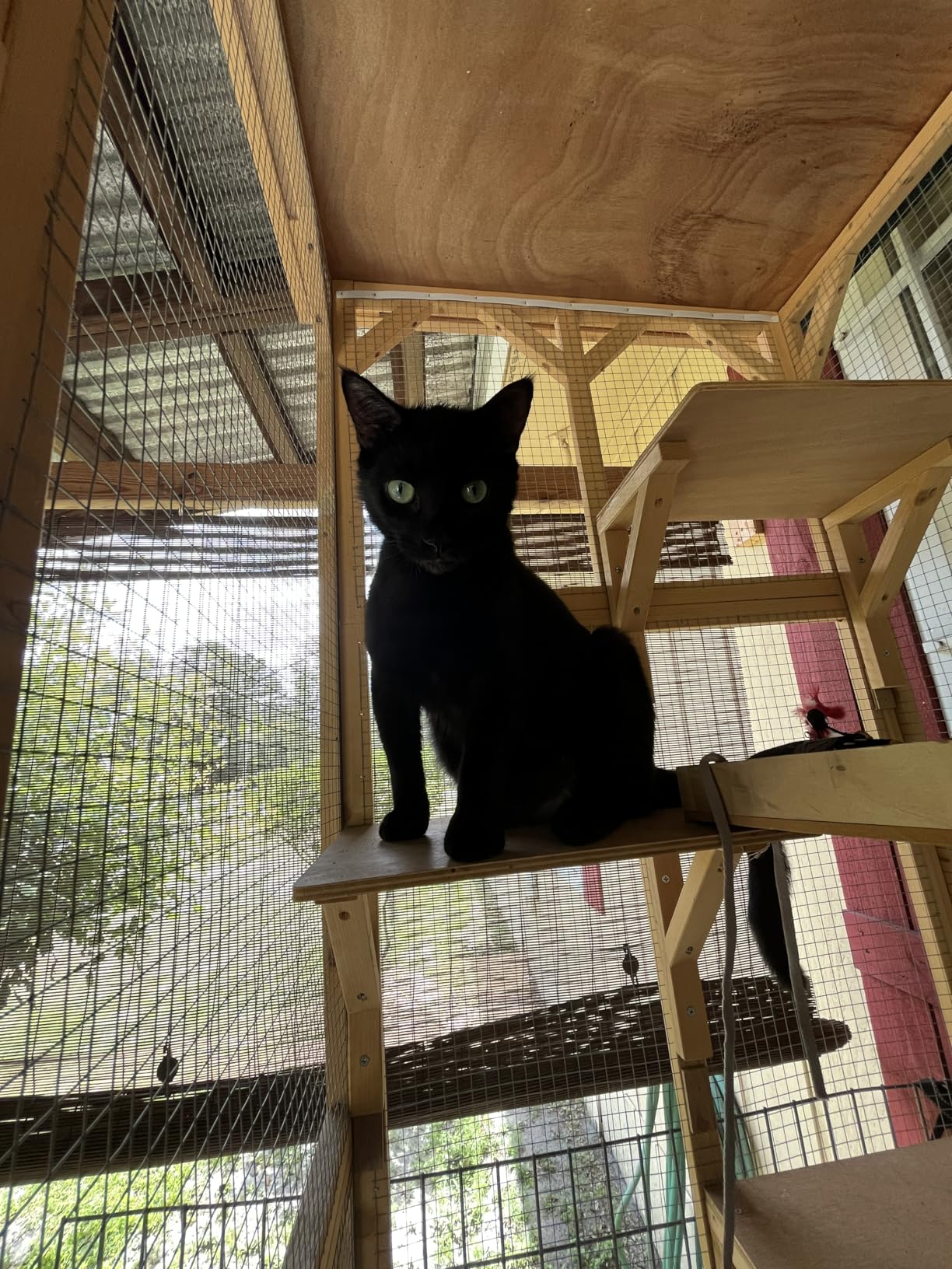 Grepatio Cat Enclosure Large Outdoor Catio Wooden Cat House with Weatherproof, Cat Cage Condo Indoor Playpen with Platform and Small House (Brown) customer photo 2