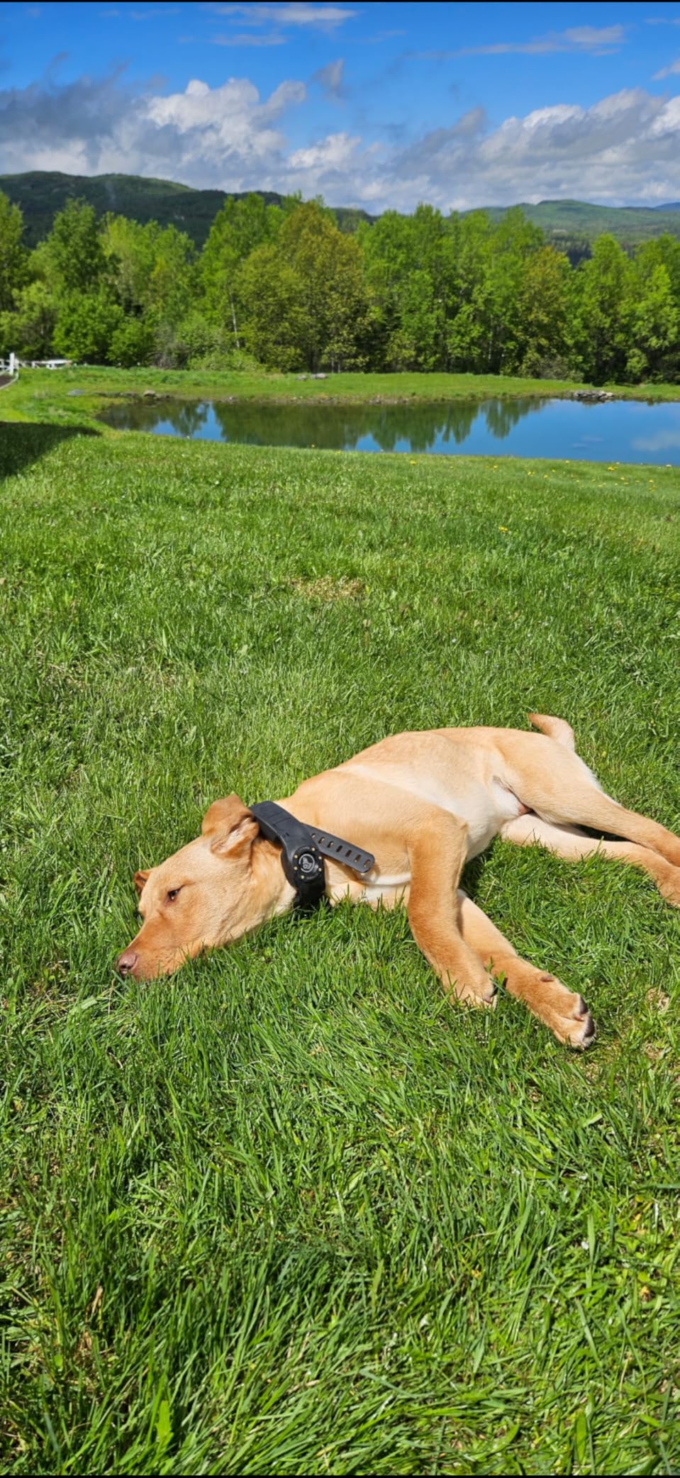 SpotOn GPS Dog Collar Nova Edition, Wireless GPS Fence, App-Controlled Boundaries, No Subscription Required customer photo 1